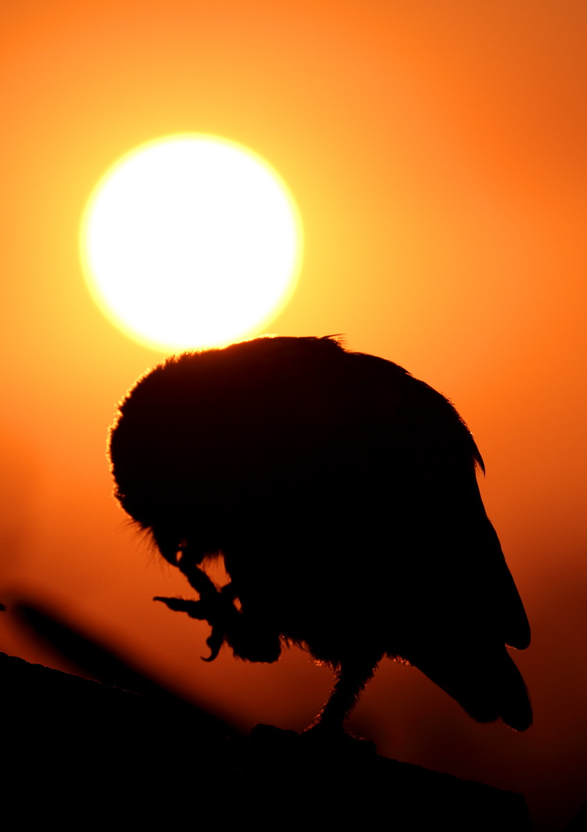 Owl at sunset