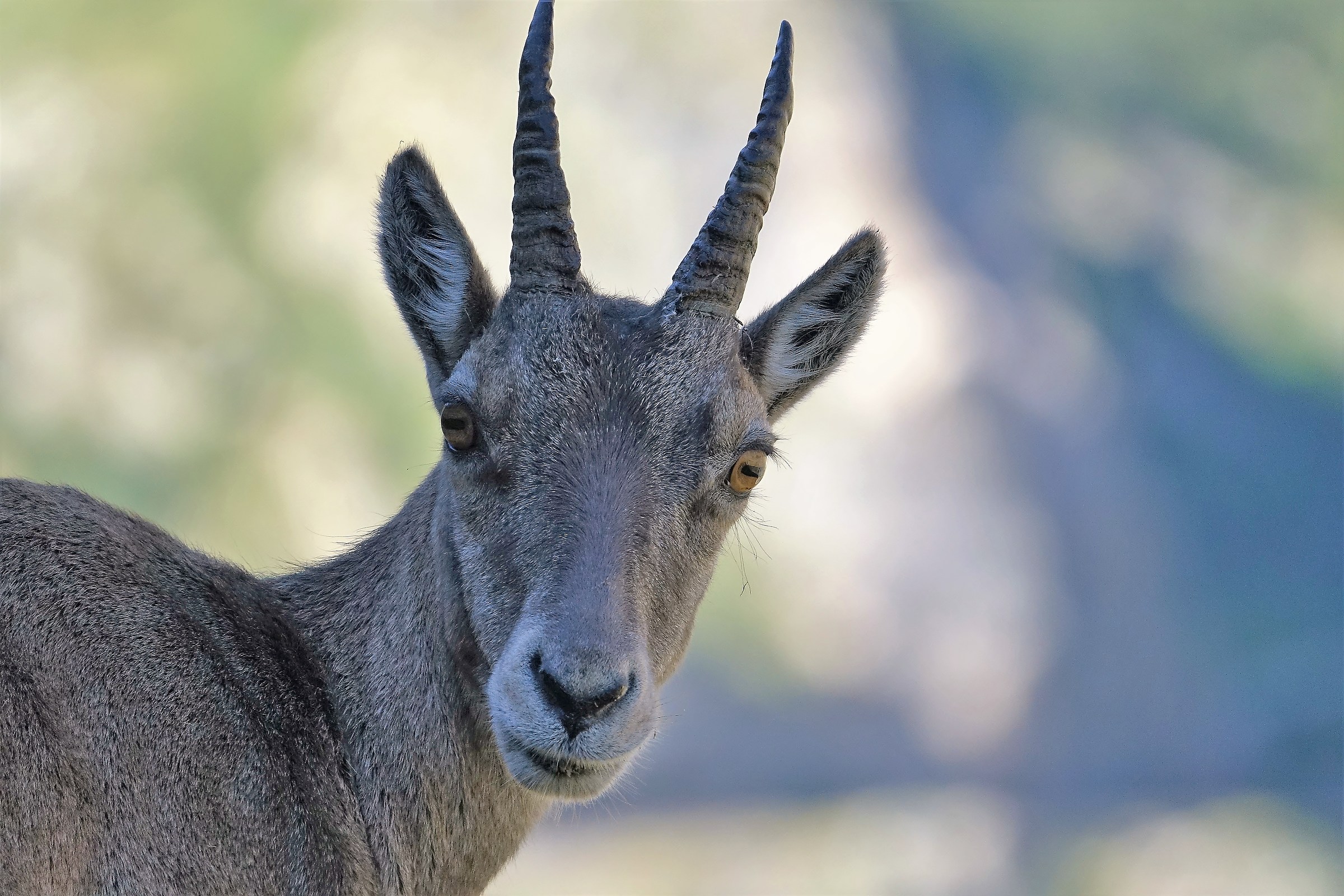 Young ibex - high Gesso Valley