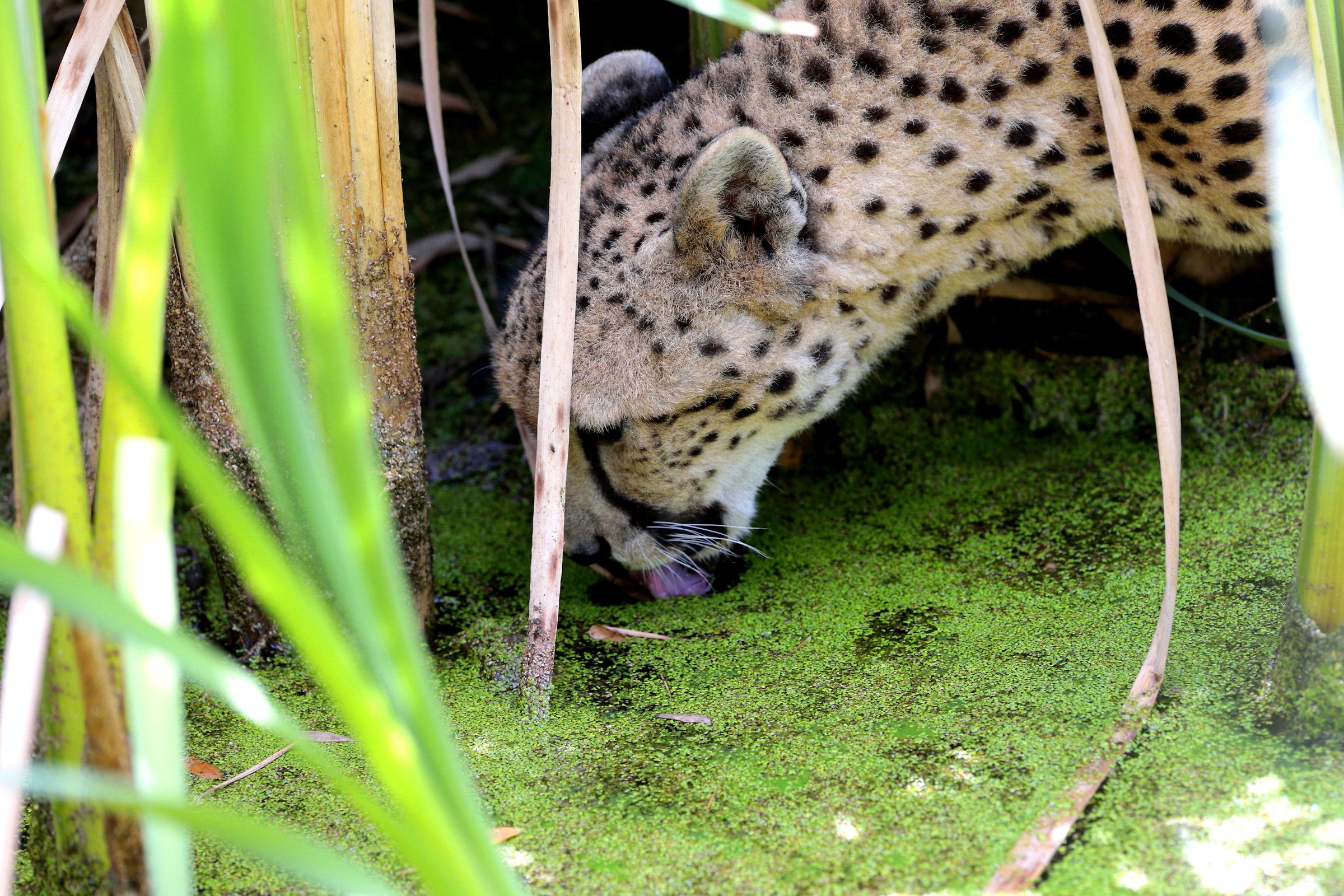 Just a drink...  :))