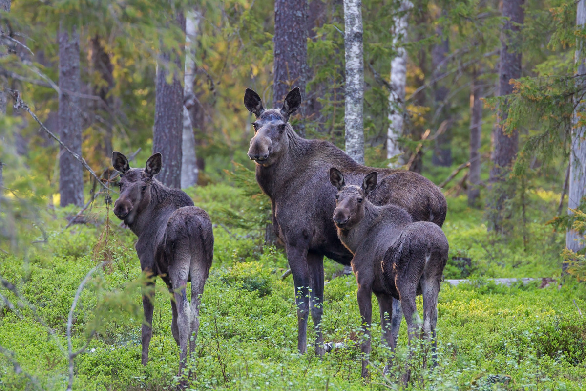 Moosecow with one year old calfs!