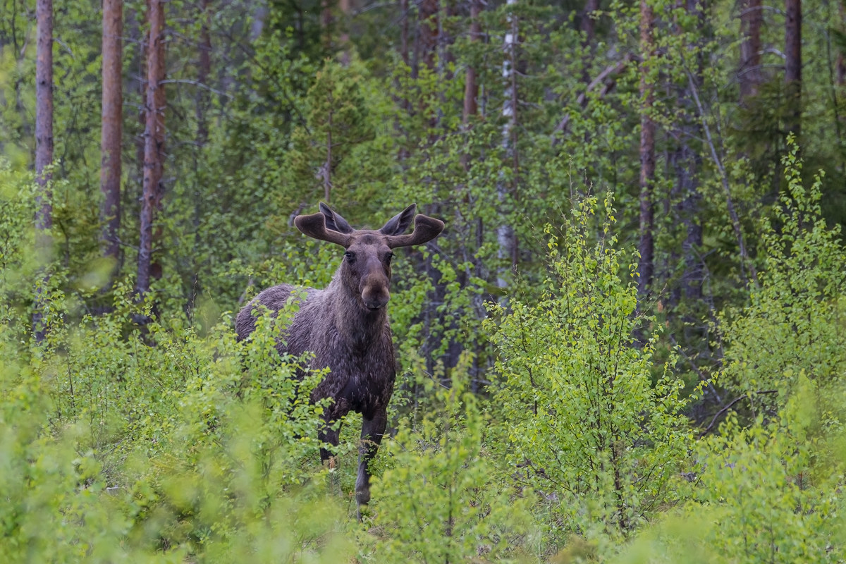 Moosebull