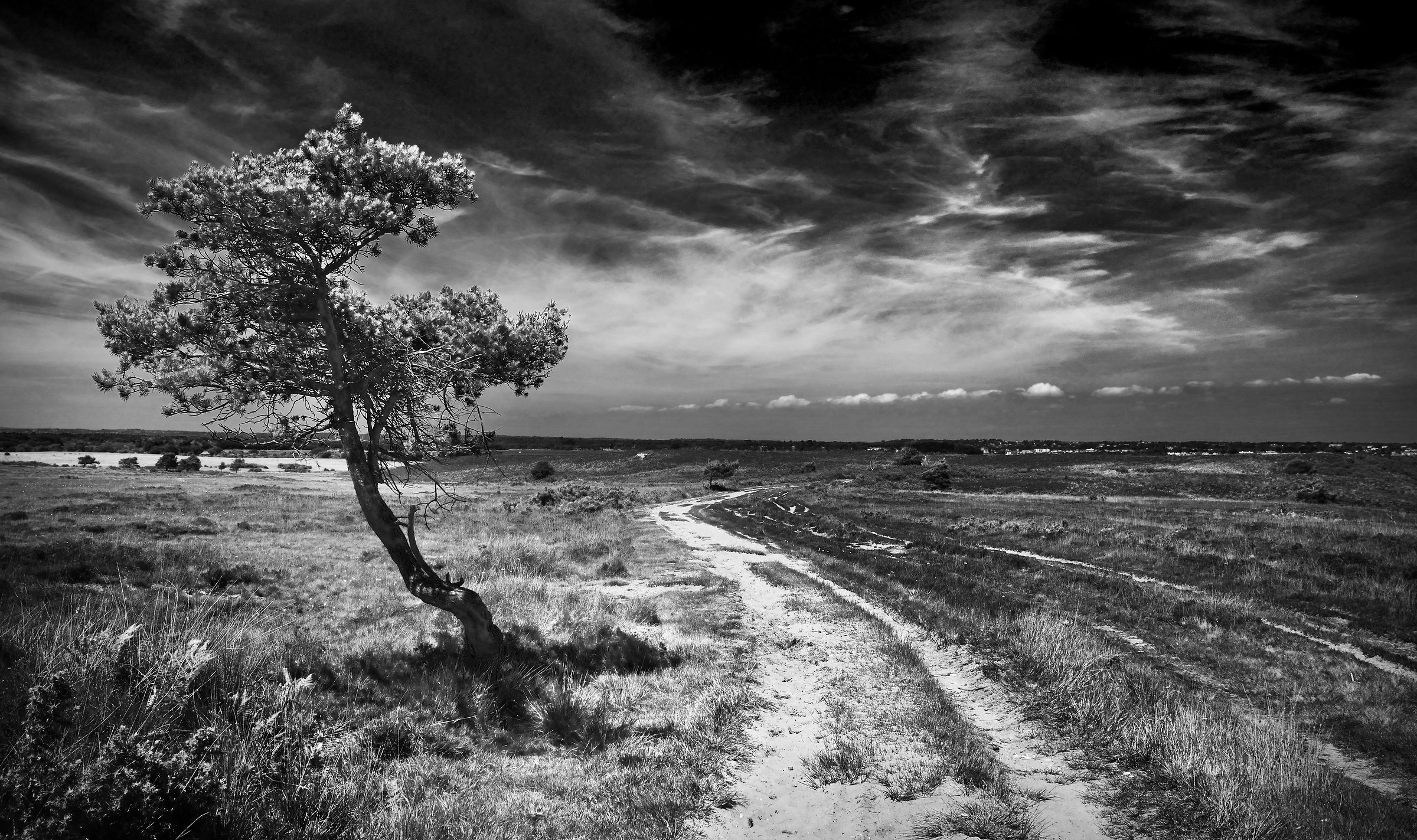 The Tree on Studland Heath