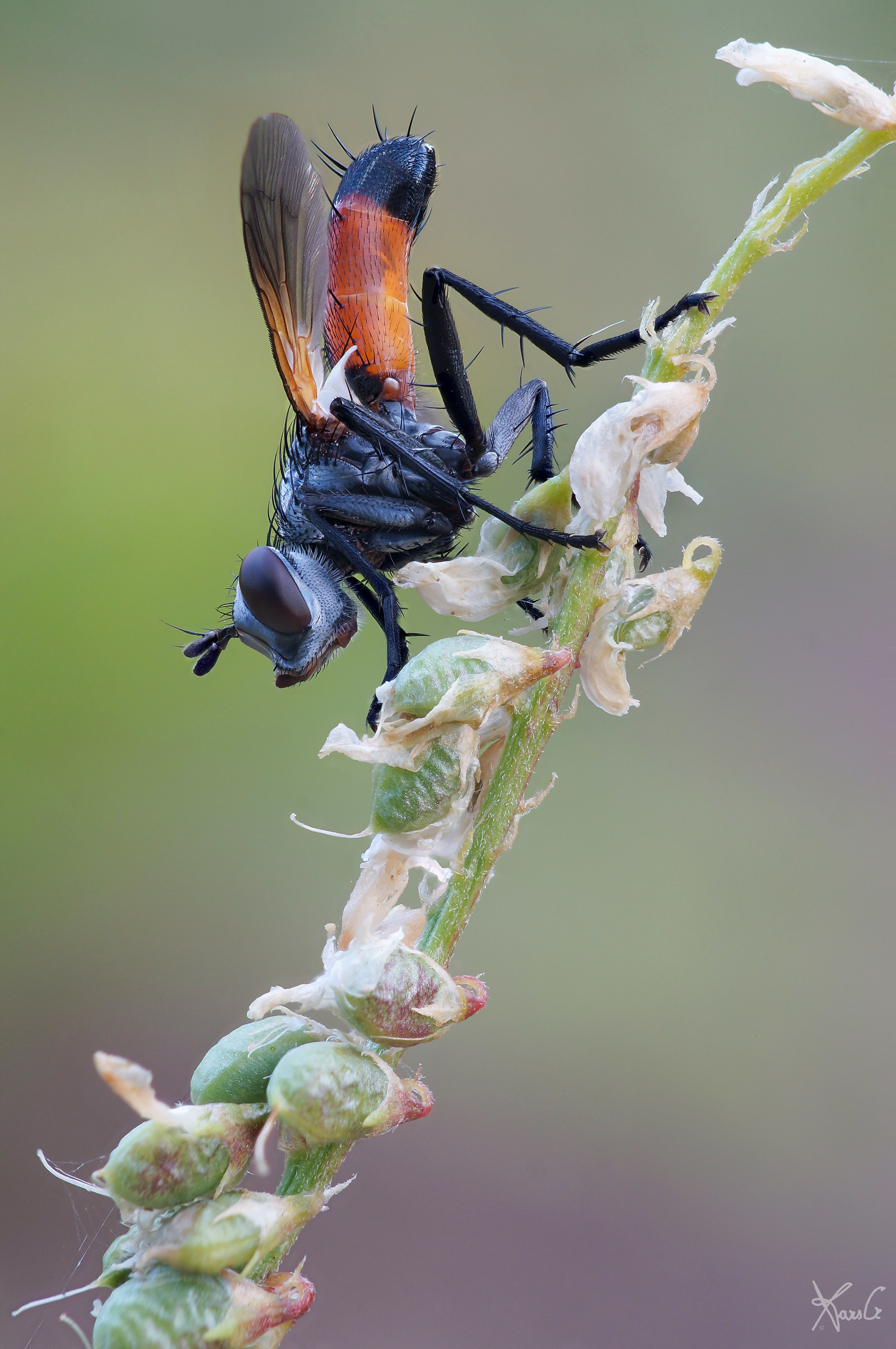 Cylindromya mattutina