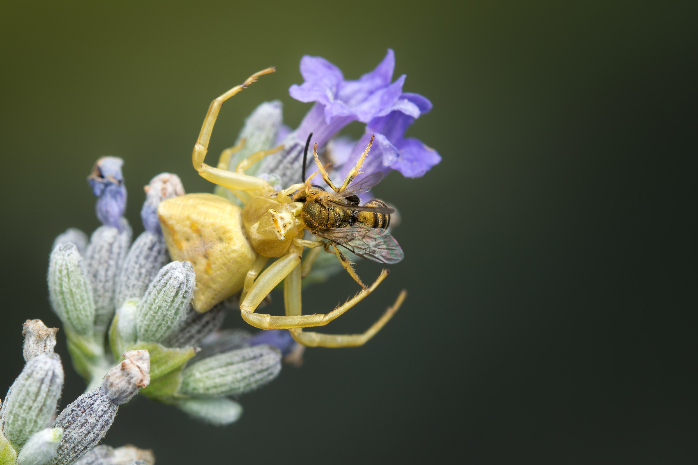 Thomisidae with prey