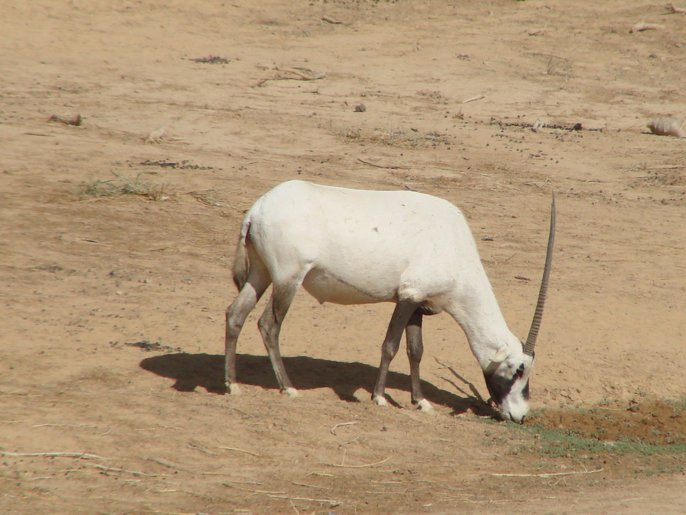 Jordan. Unicorn (White orix)