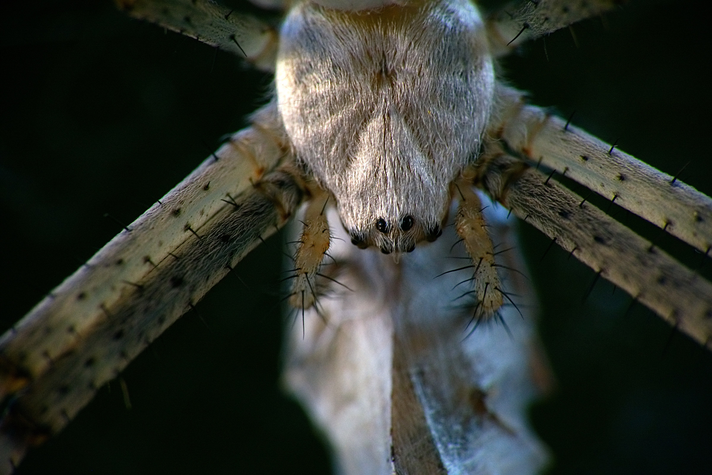 Wasp spider - detail
