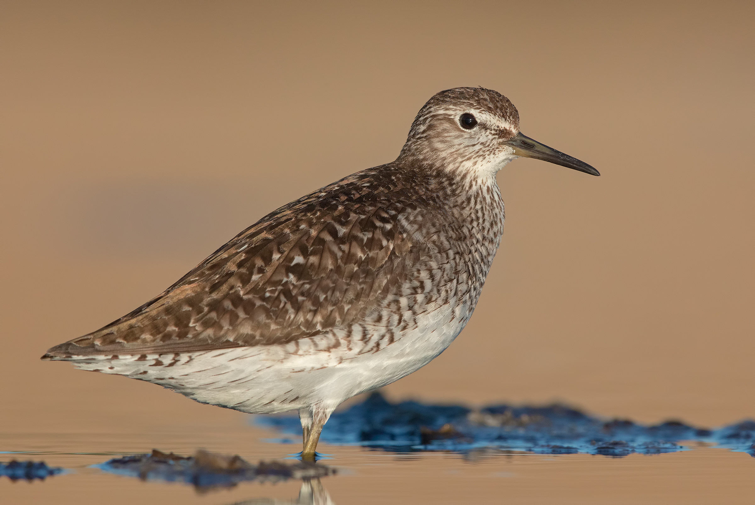 Last Light (woodcock)