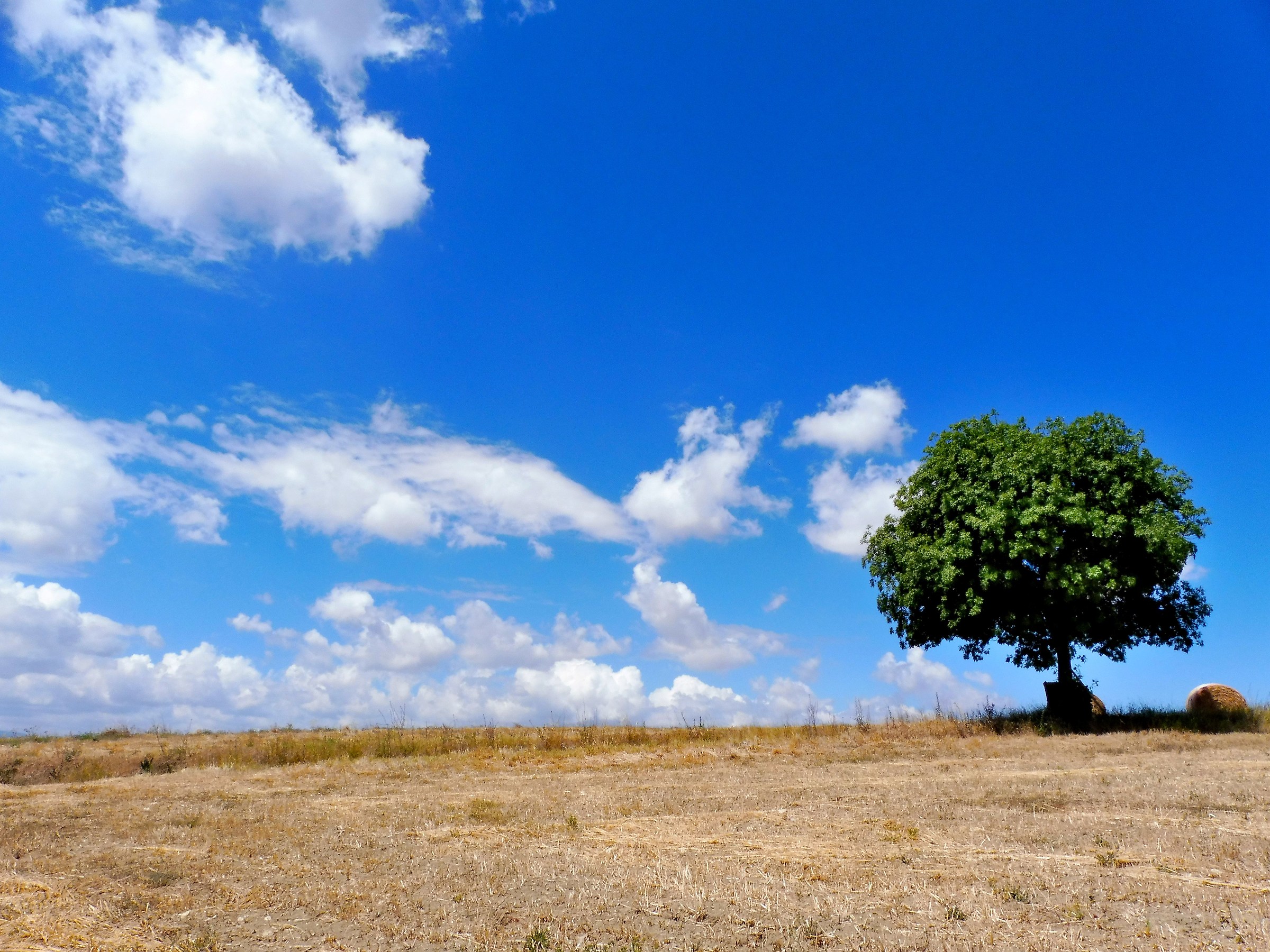 L'Albero e le Nuvole