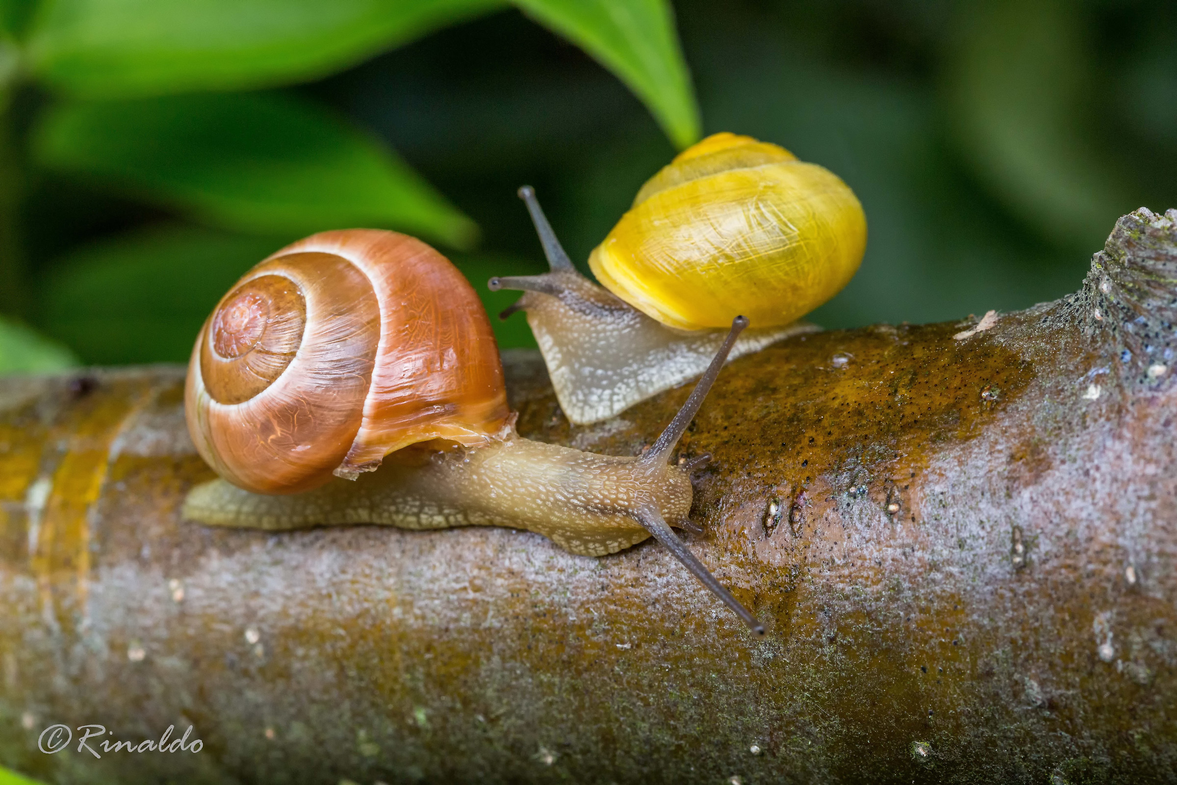 Ognuno per la sua strada