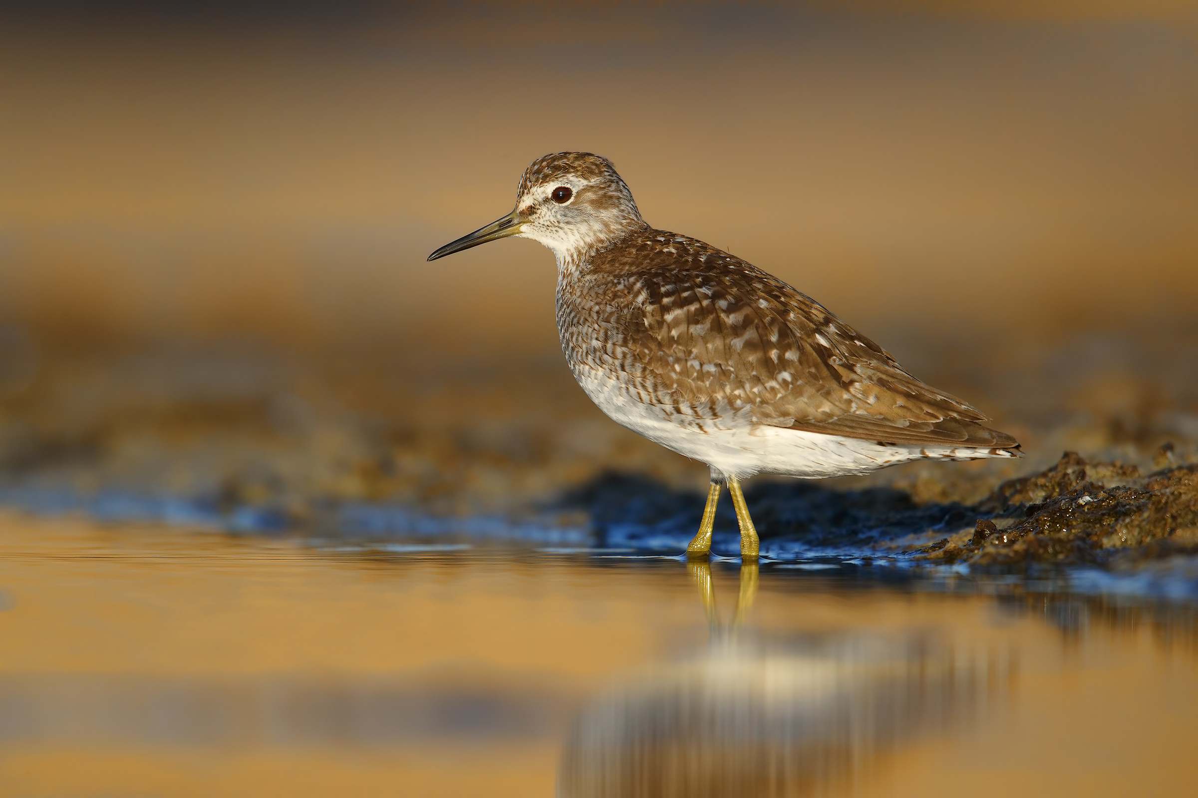 Piro Piro Boschereccio