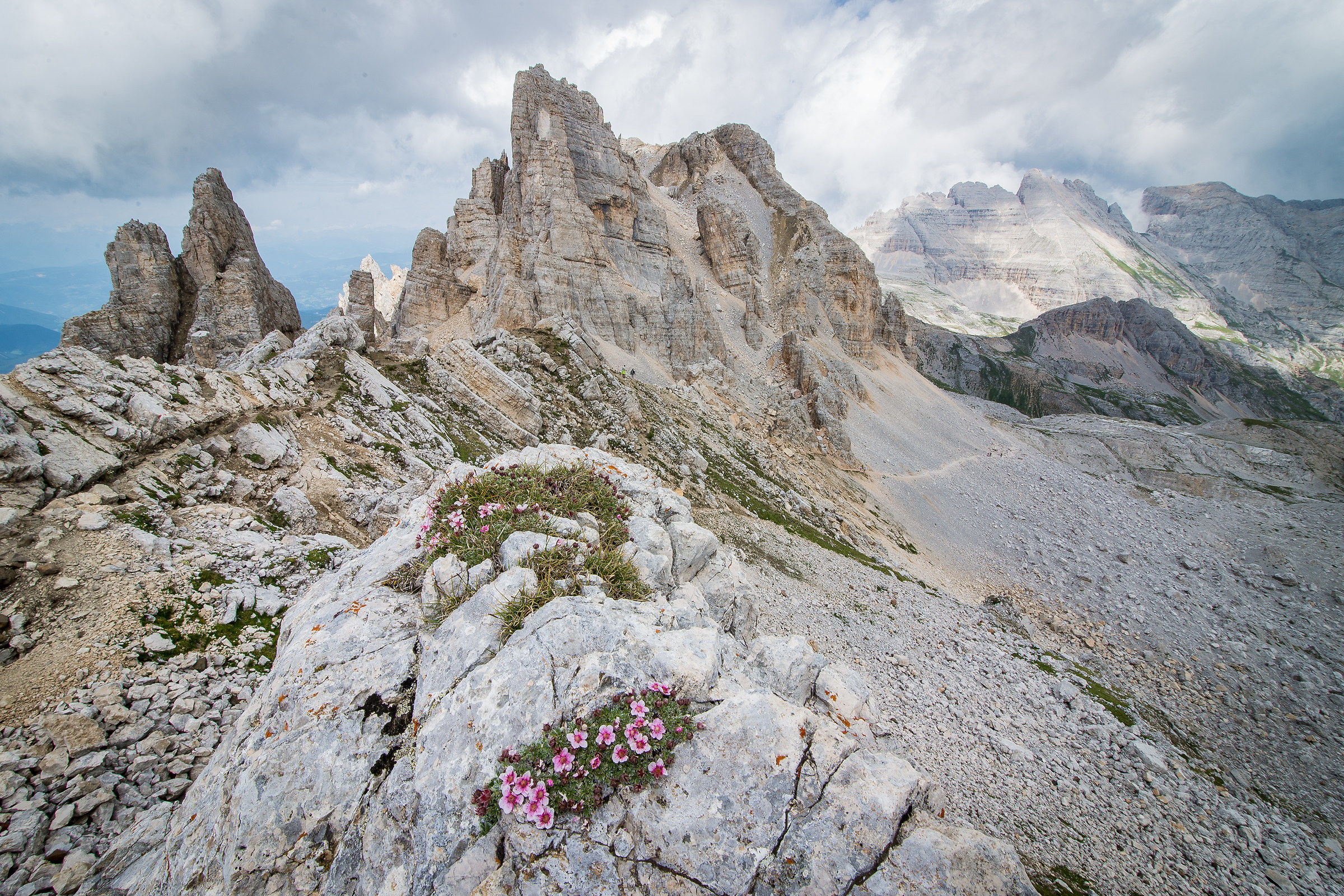 The flowers of Latemar