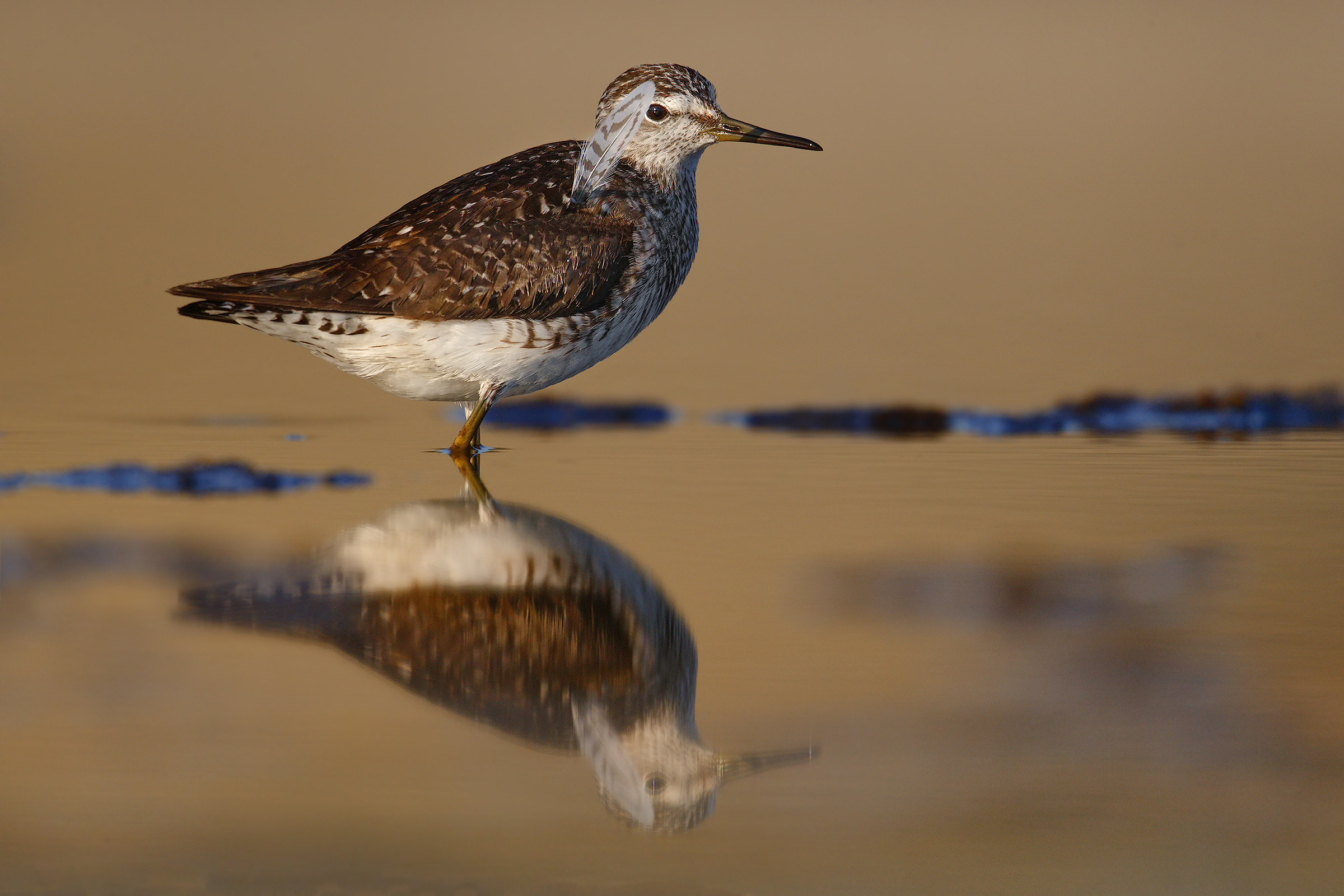 Piro Piro Boschereccio