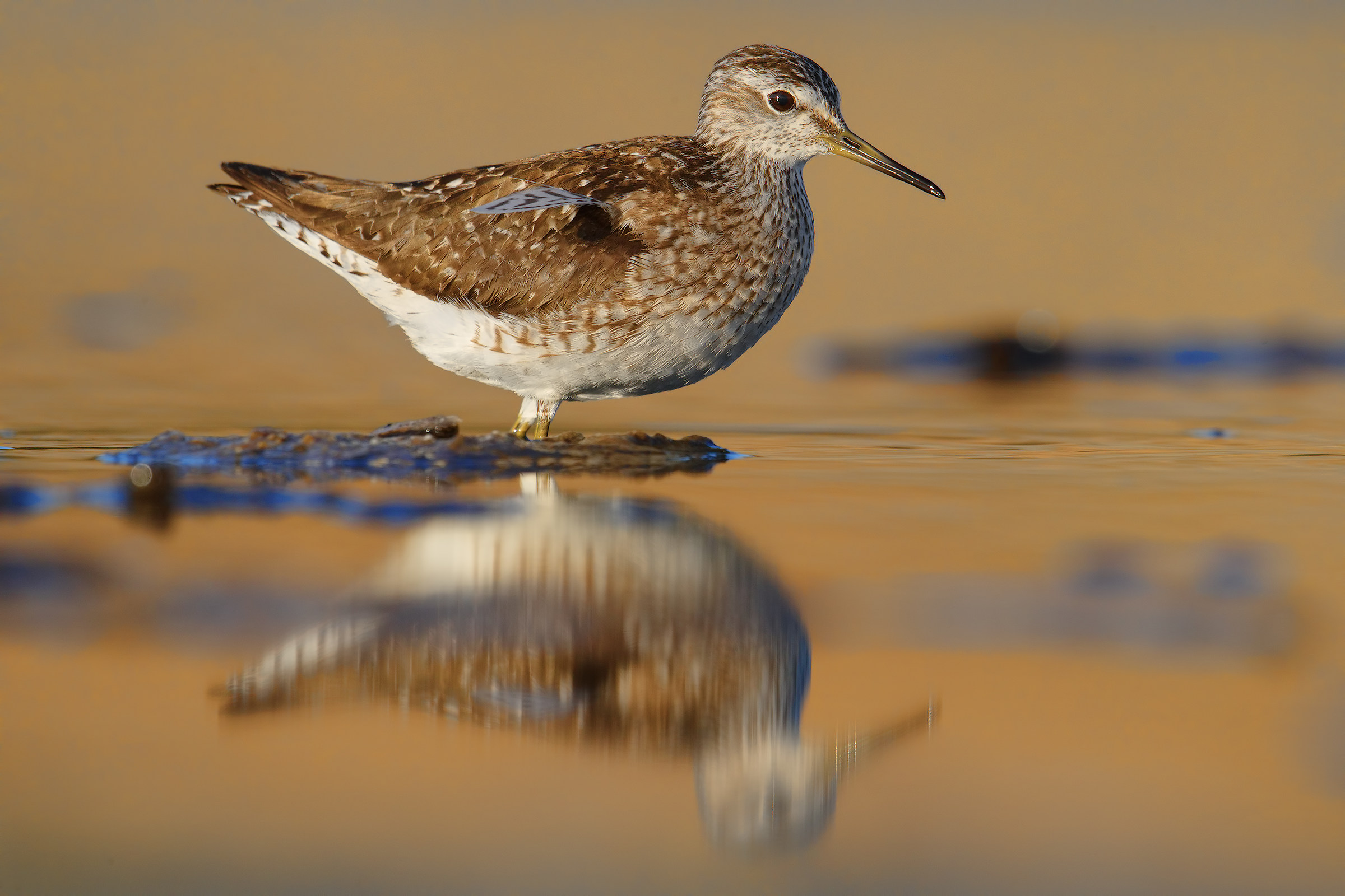 Piro Piro Boschereccio