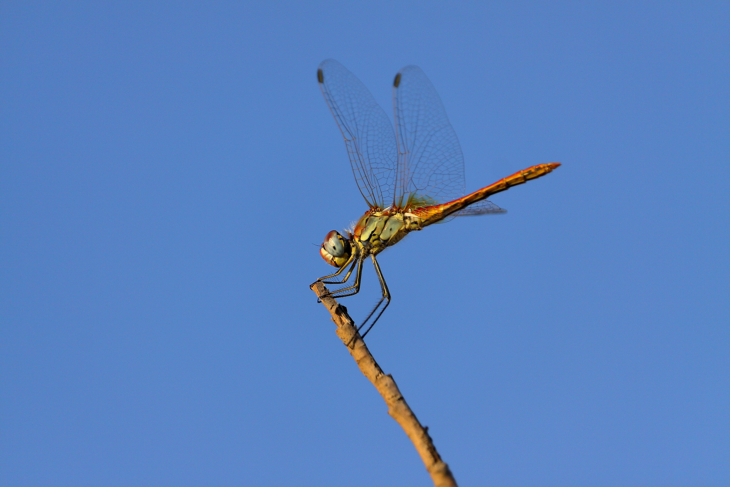 Libellula