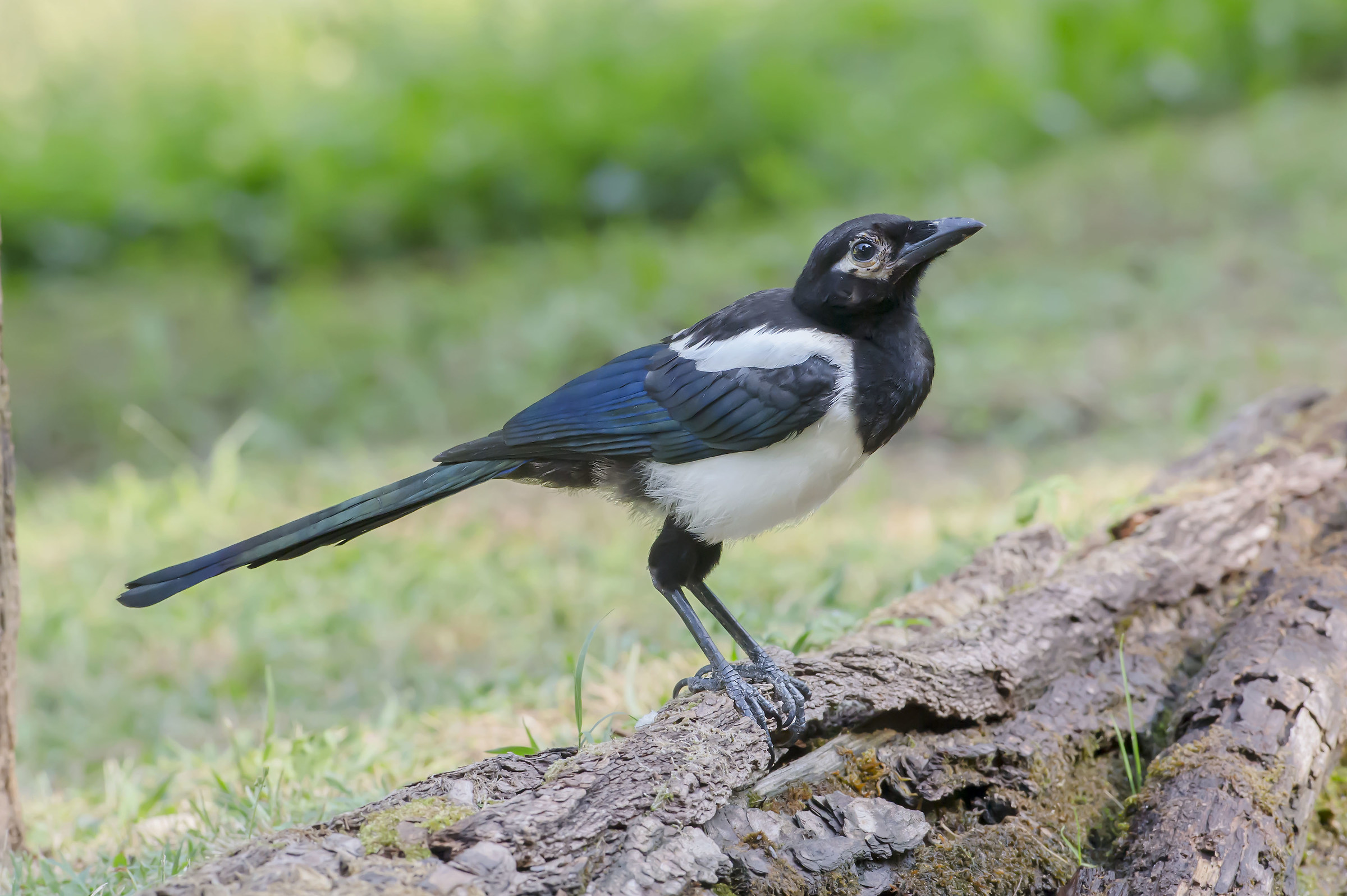 magpie