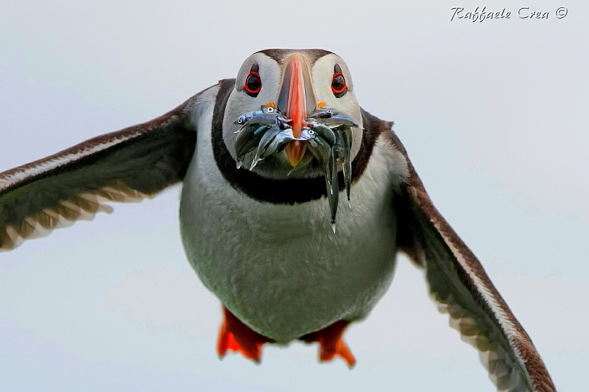 Puffin Front Flight