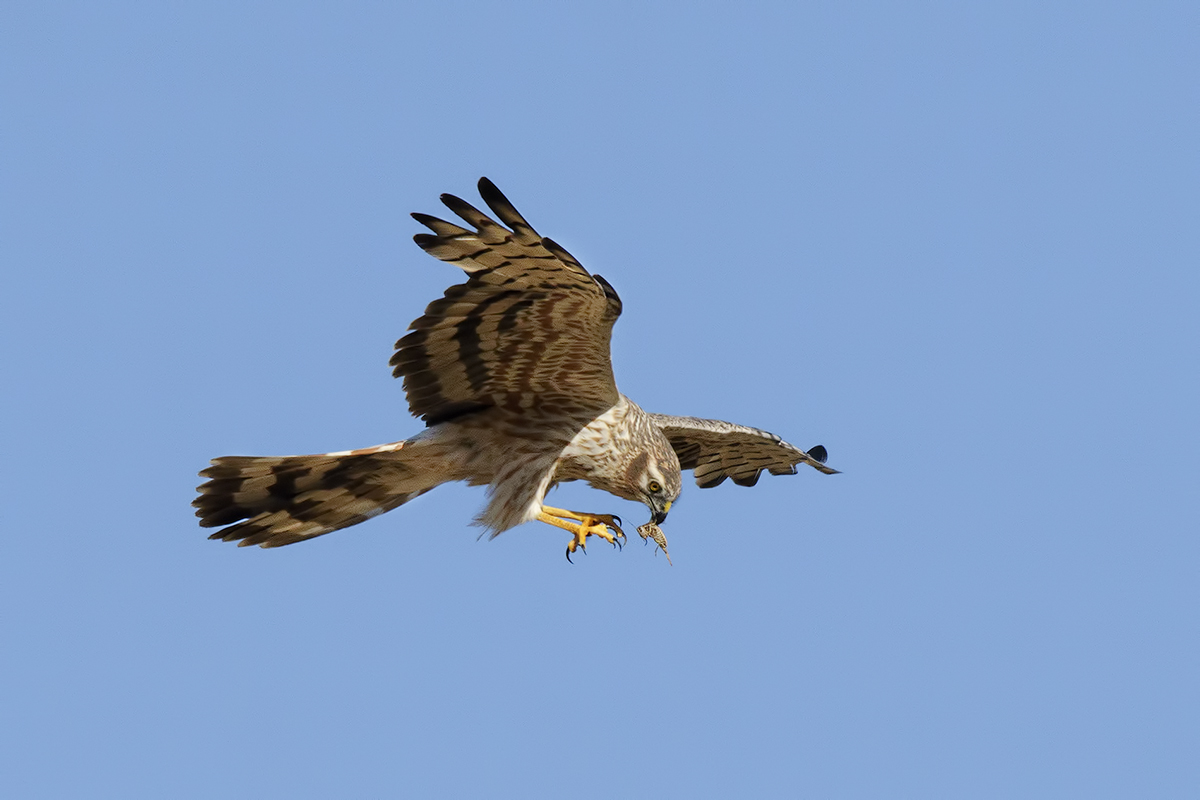 The Albanello and the Cricket