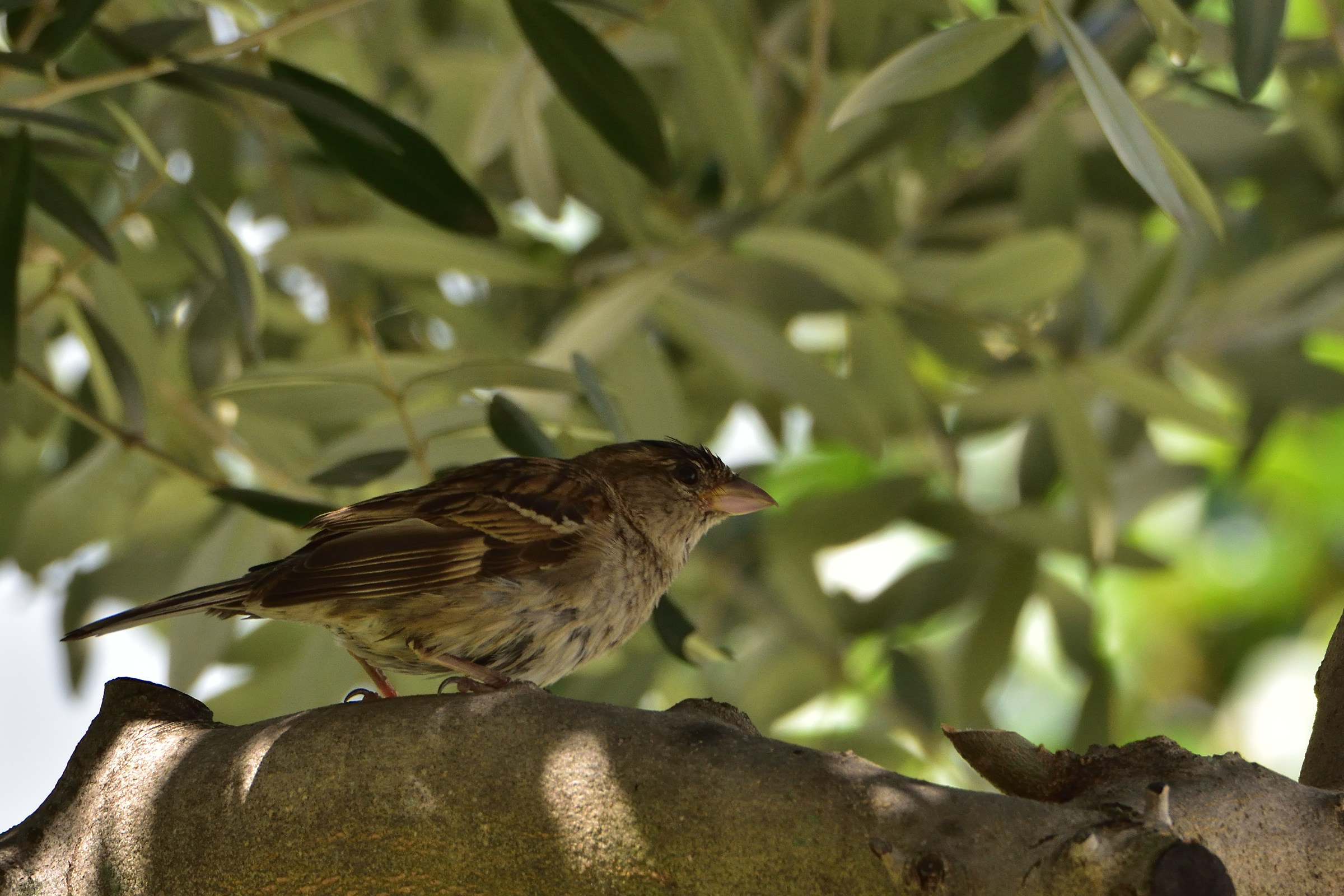 In the tree and away