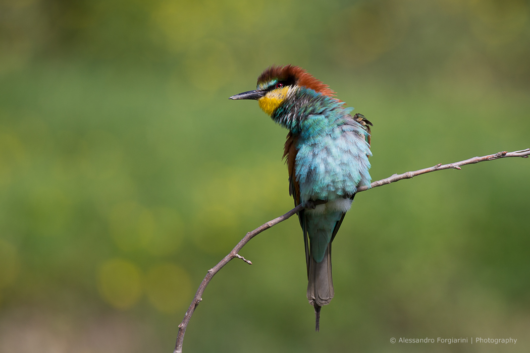 Bee eater