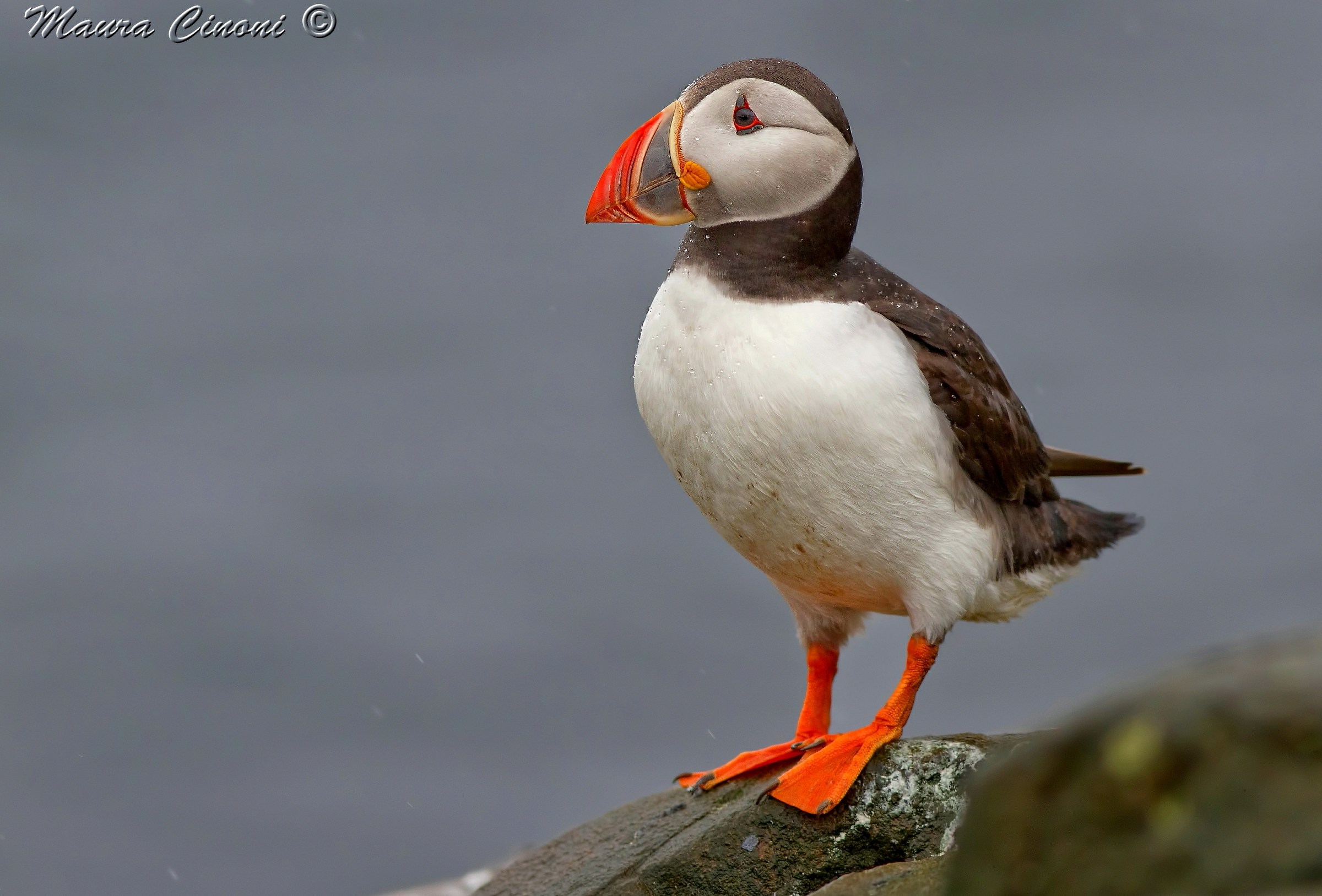 Puffin: Portrait