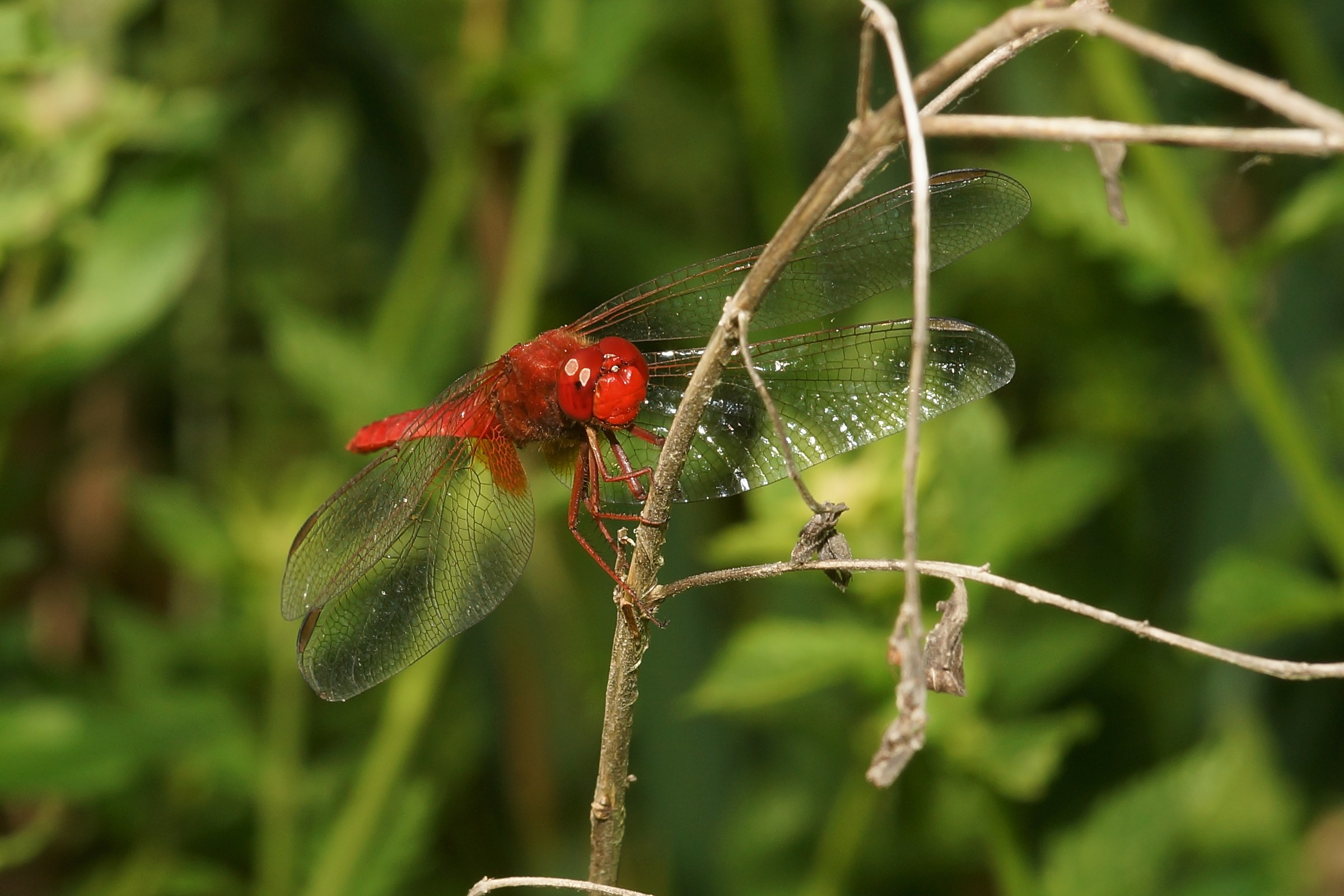 Libellula, Dragonfly.