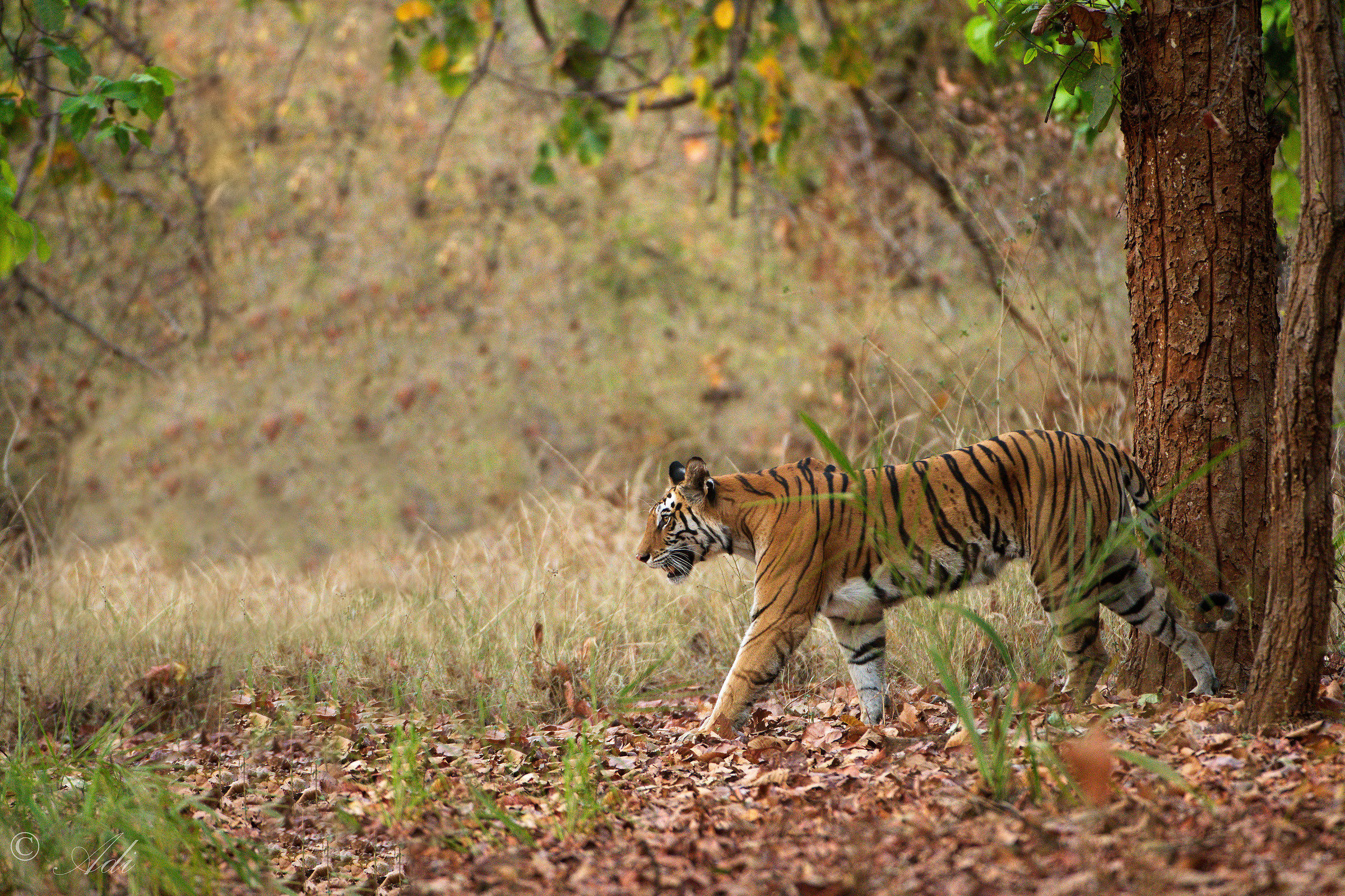 Camminata di gatto. 29 luglio, Giornata Internazionale della...