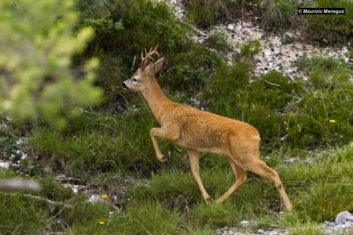 Nice moving roe deer