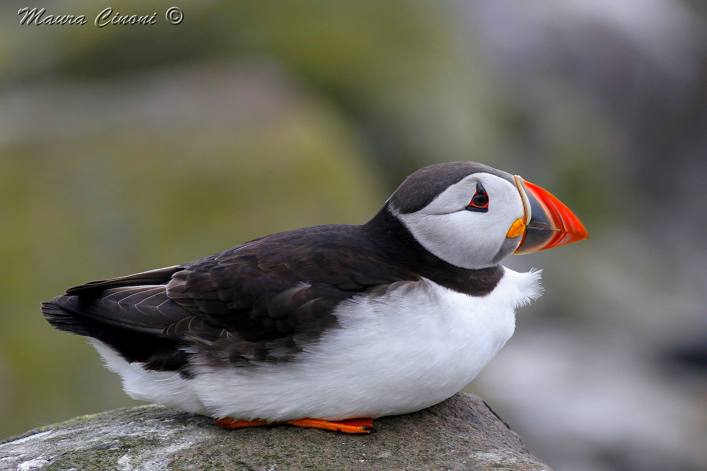 Puffin