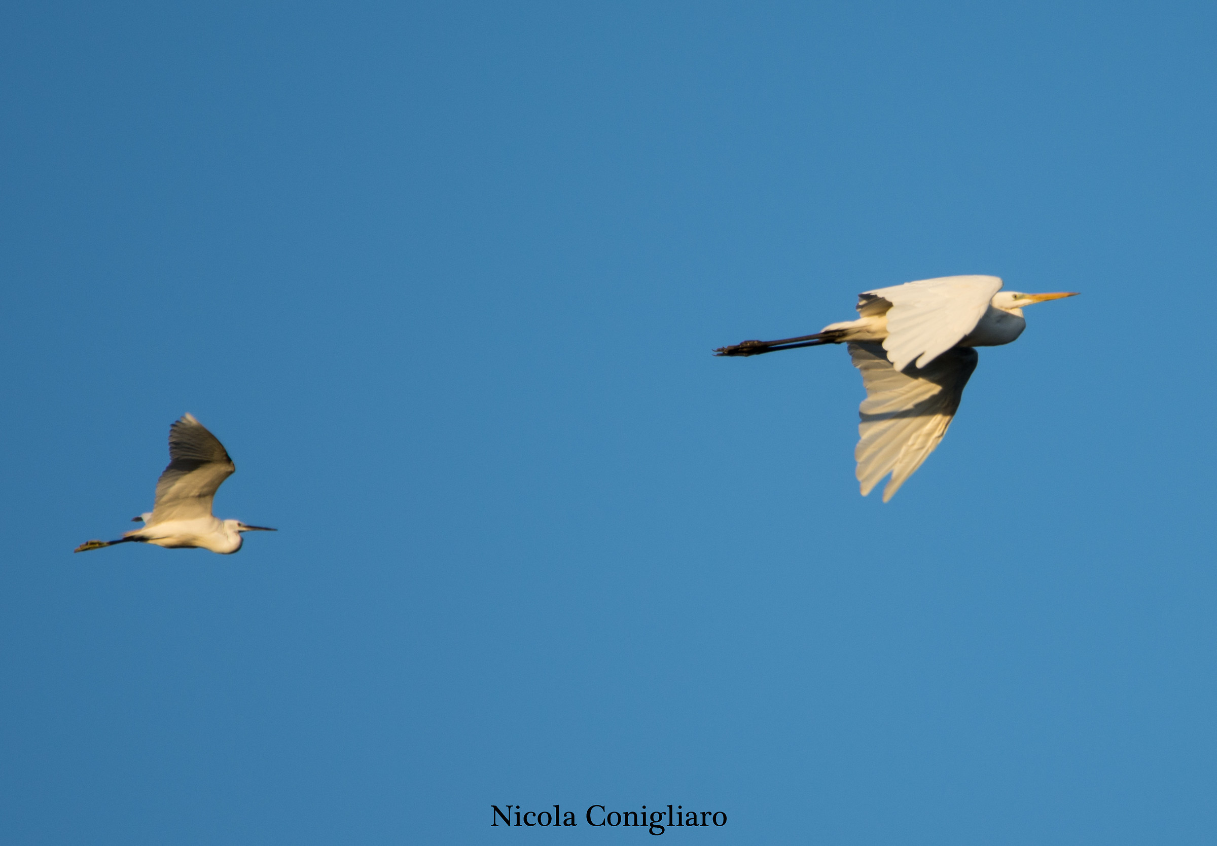 L'airone e la garzetta