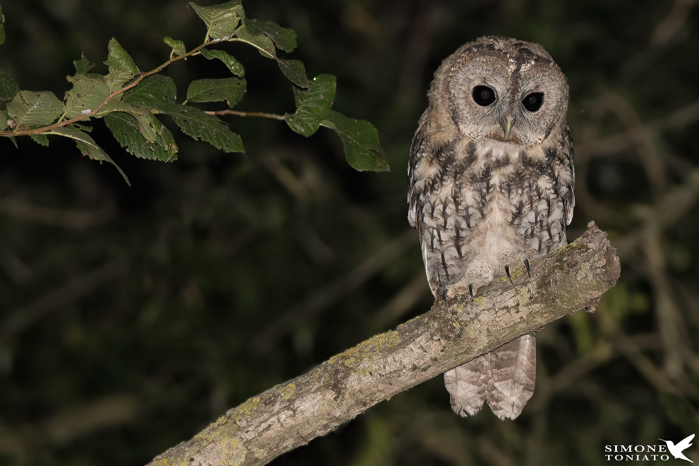 allocco - strix aluco