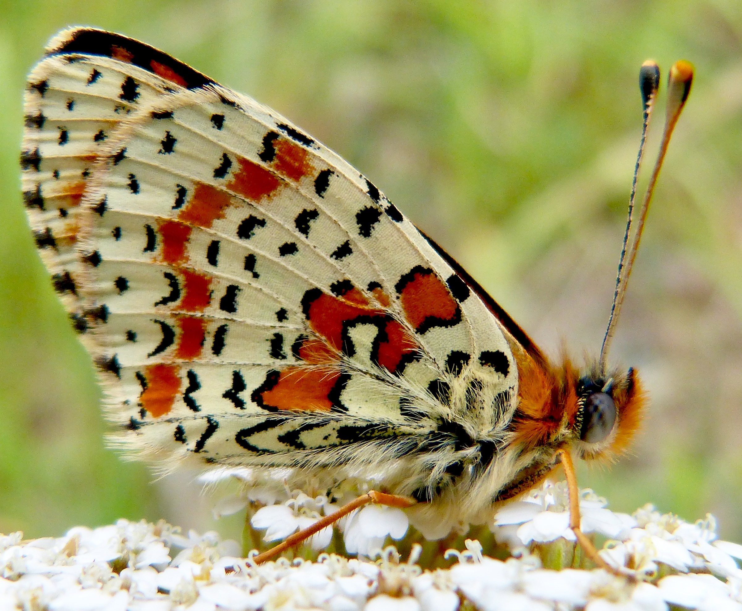 Melitaea didyma