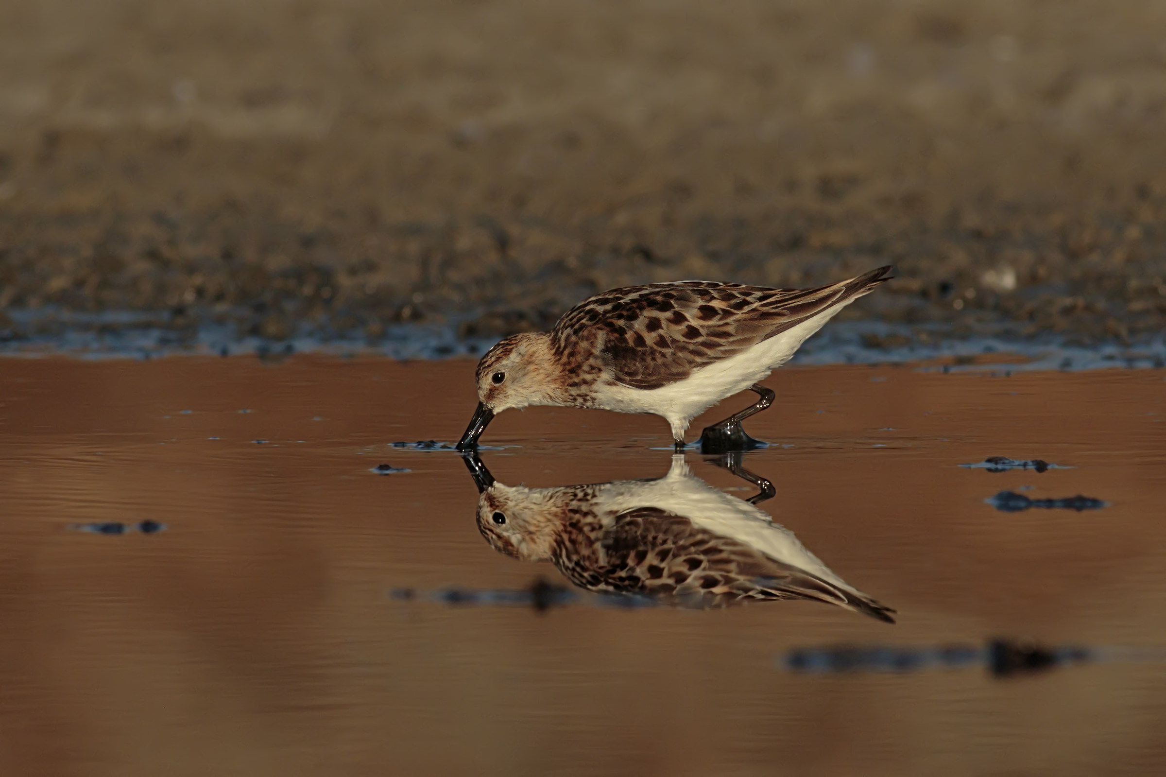 Gambecchio at the first lights