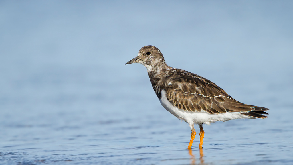 Turnstone