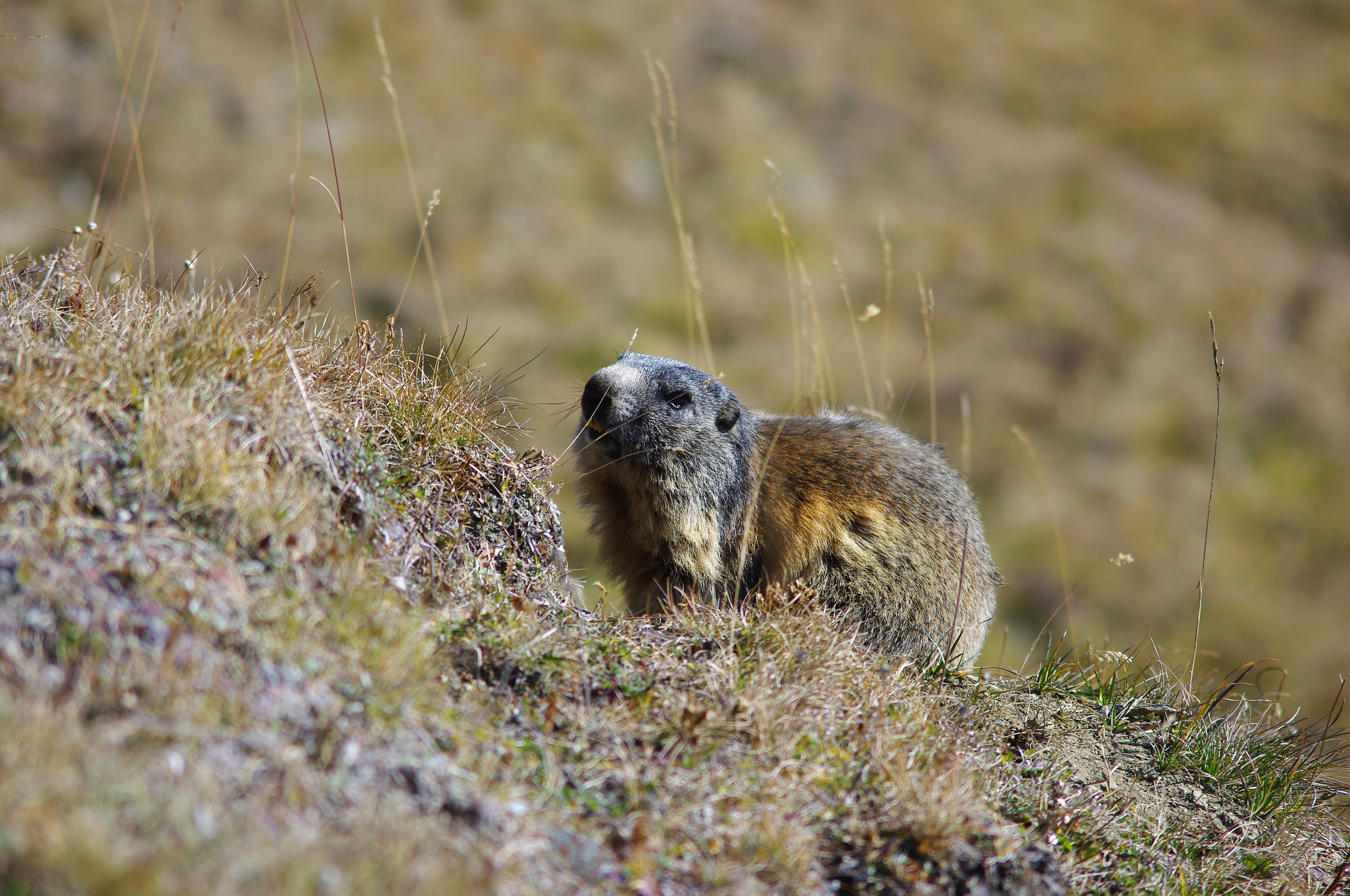 Marmotta
