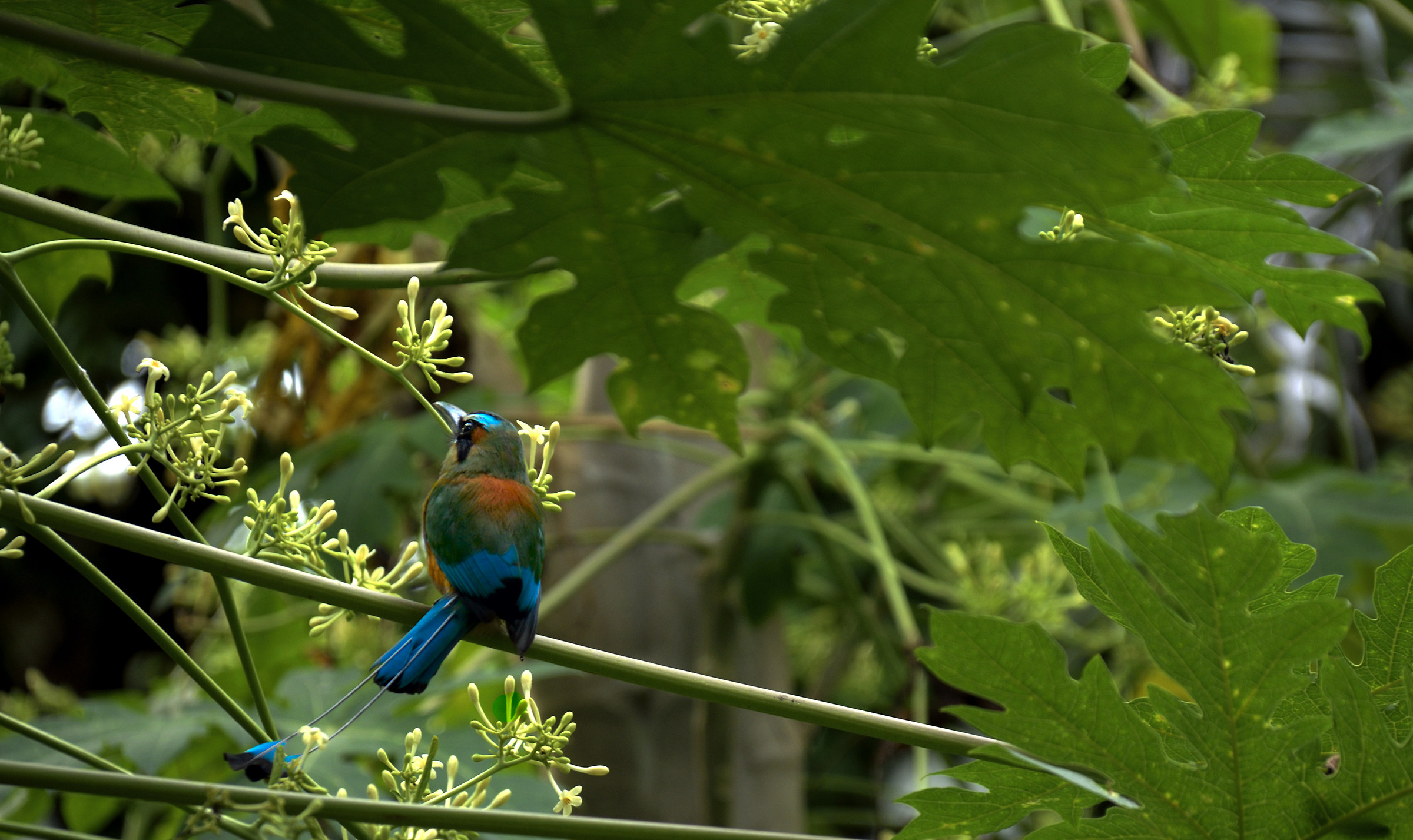 I balance my left with my tail ...