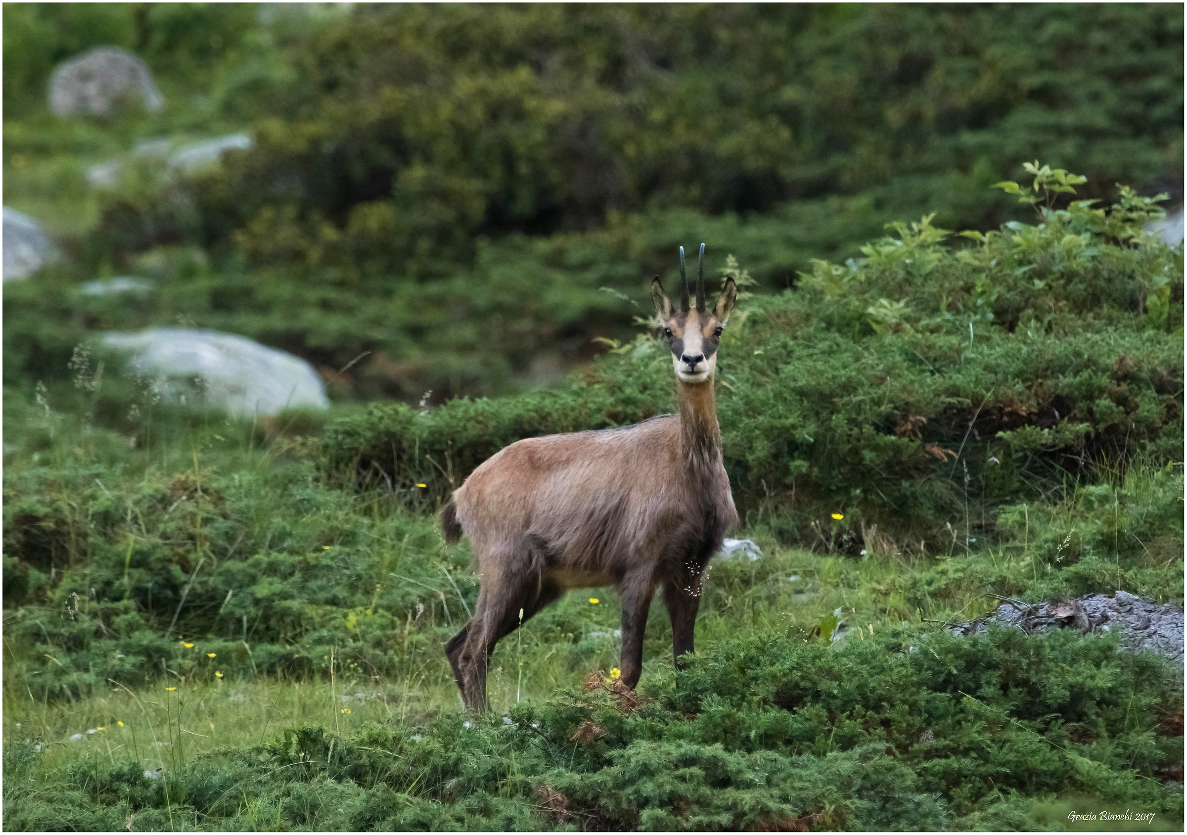 Camoscio - Alpi Marittime