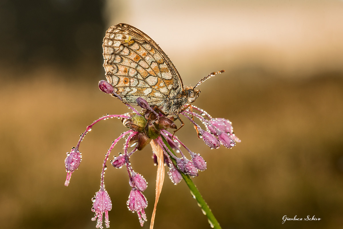 Argynnis-niobe