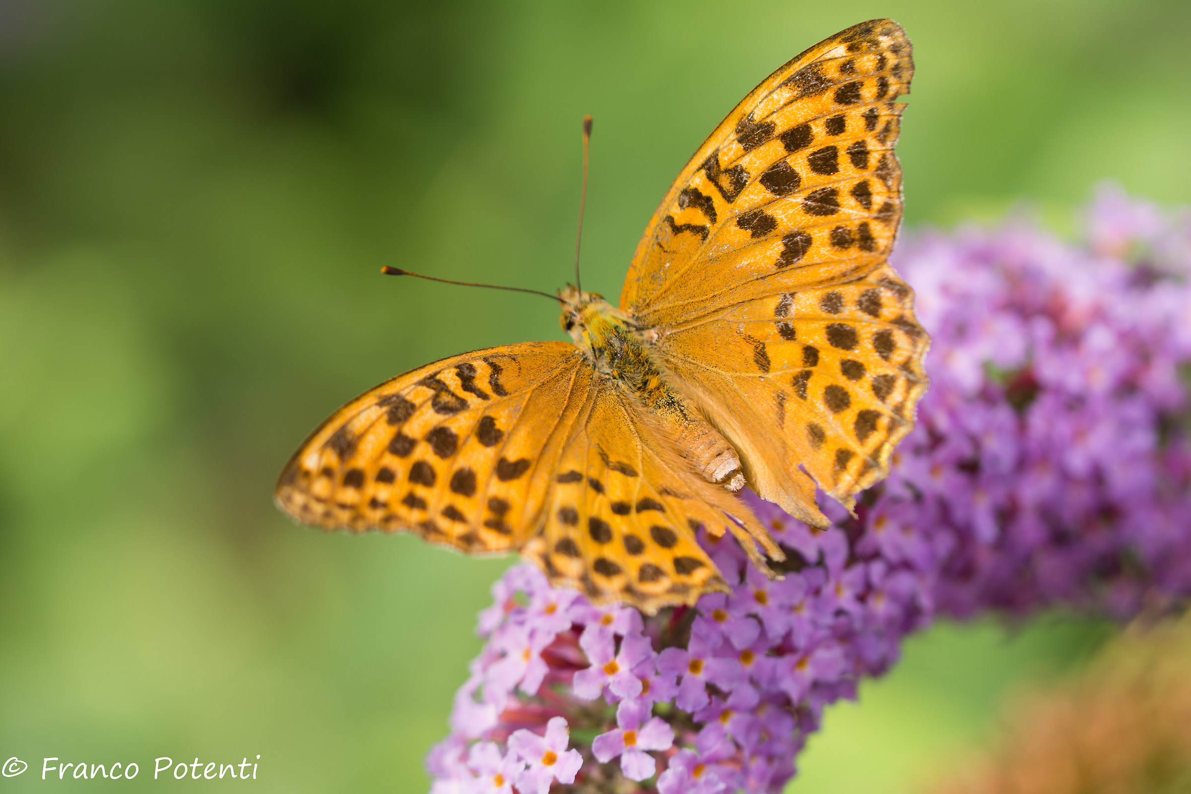 Argynnis Lathonia