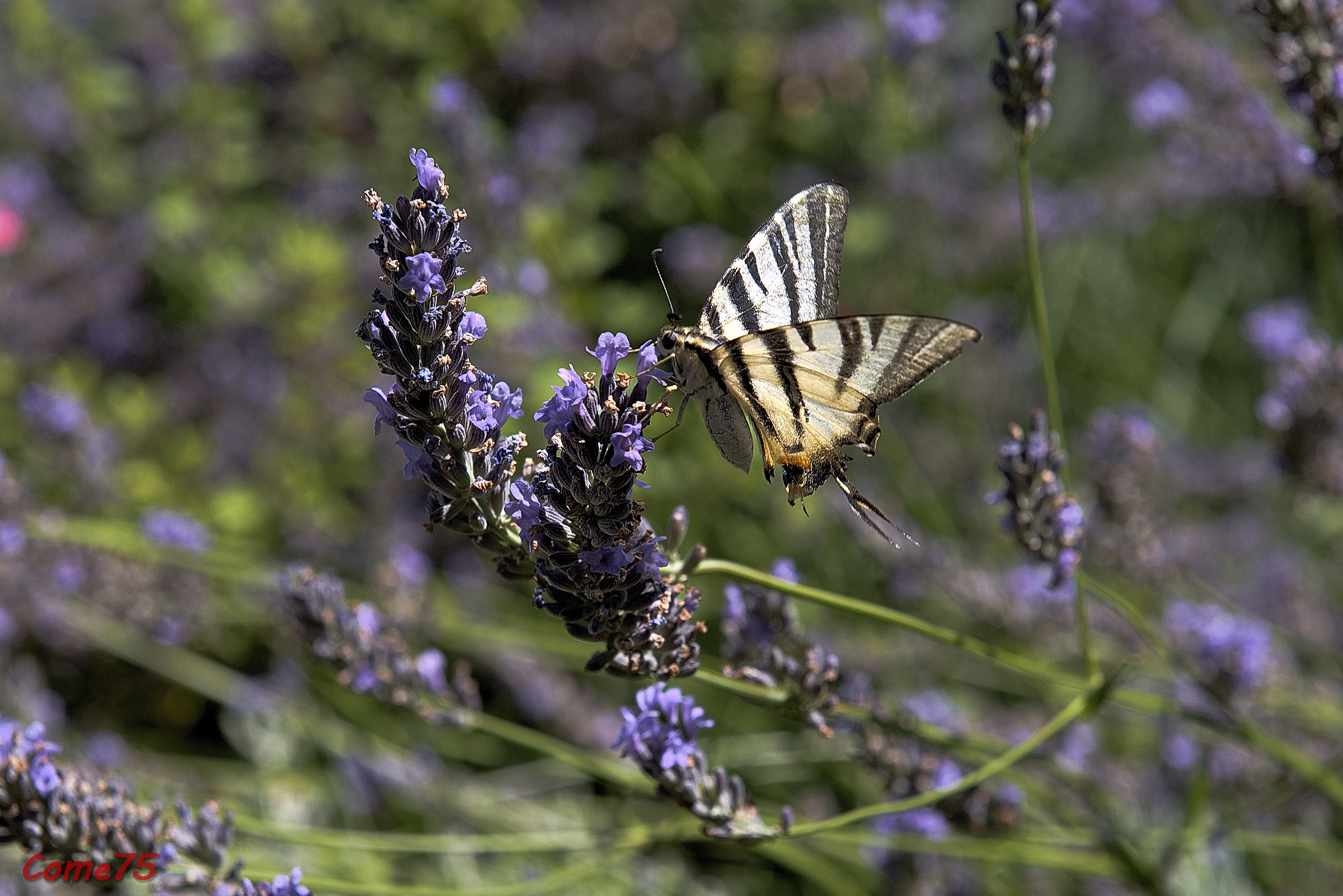 Farfalla sul fiore di lavanda