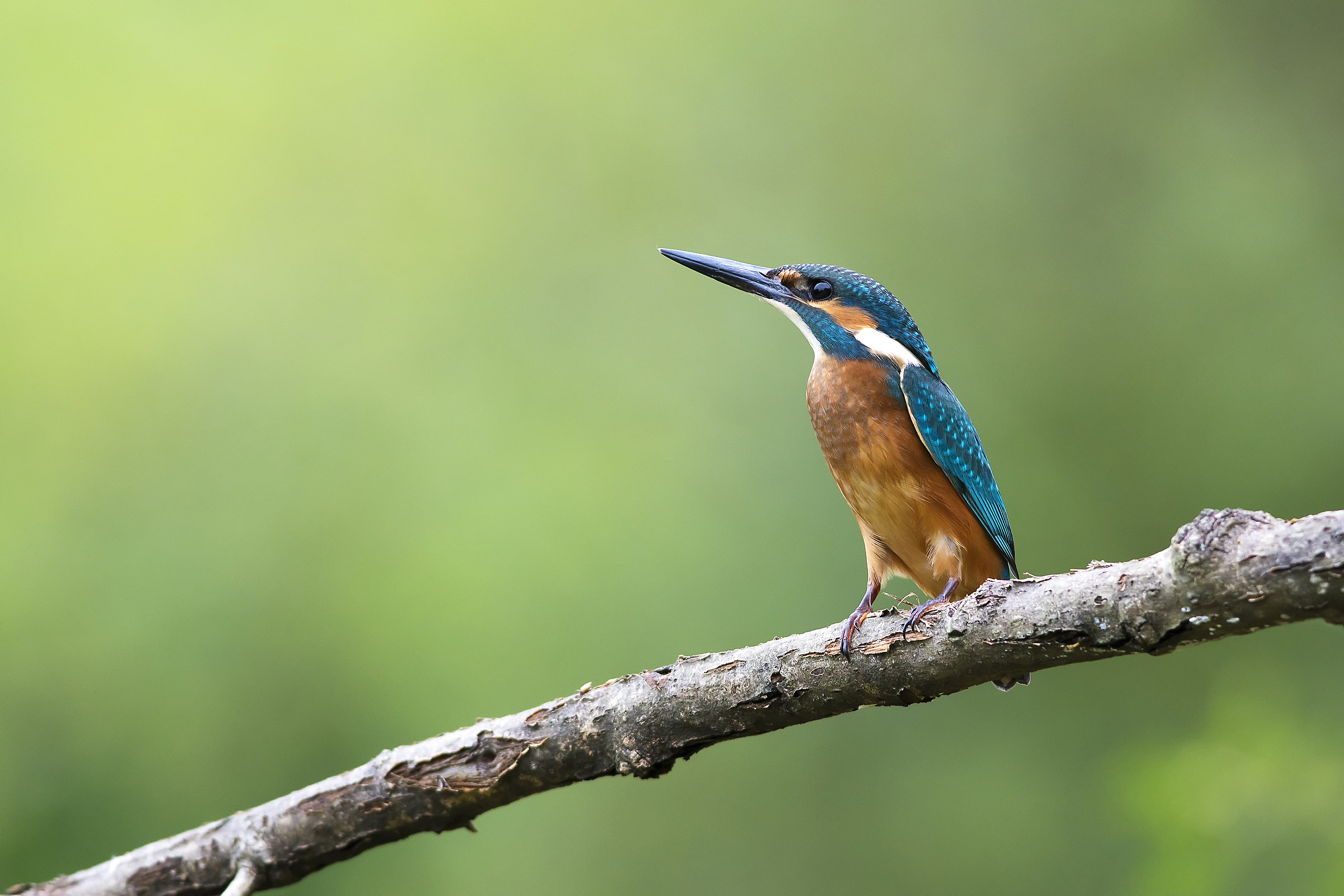 Kingfisher