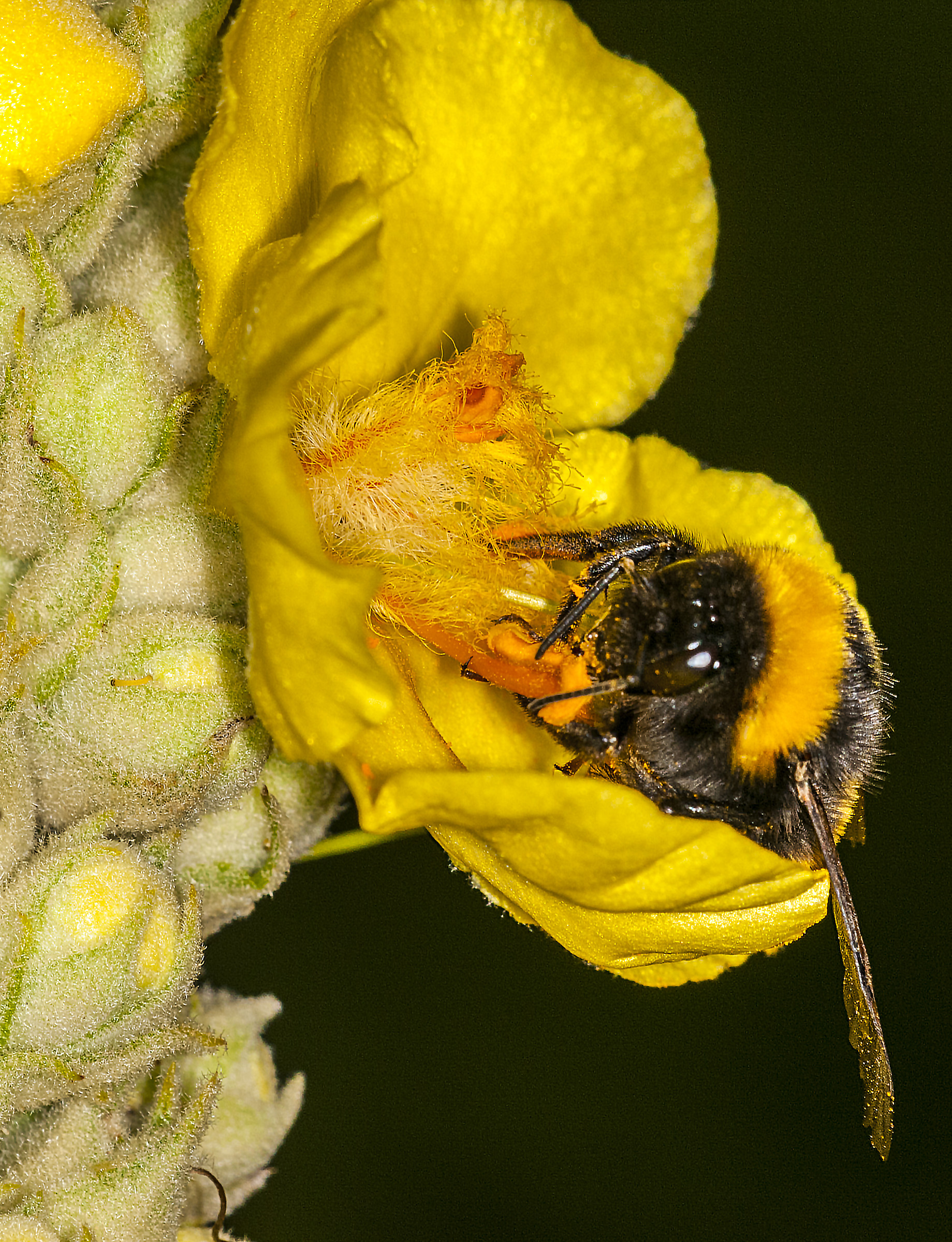 Bombus terrestris