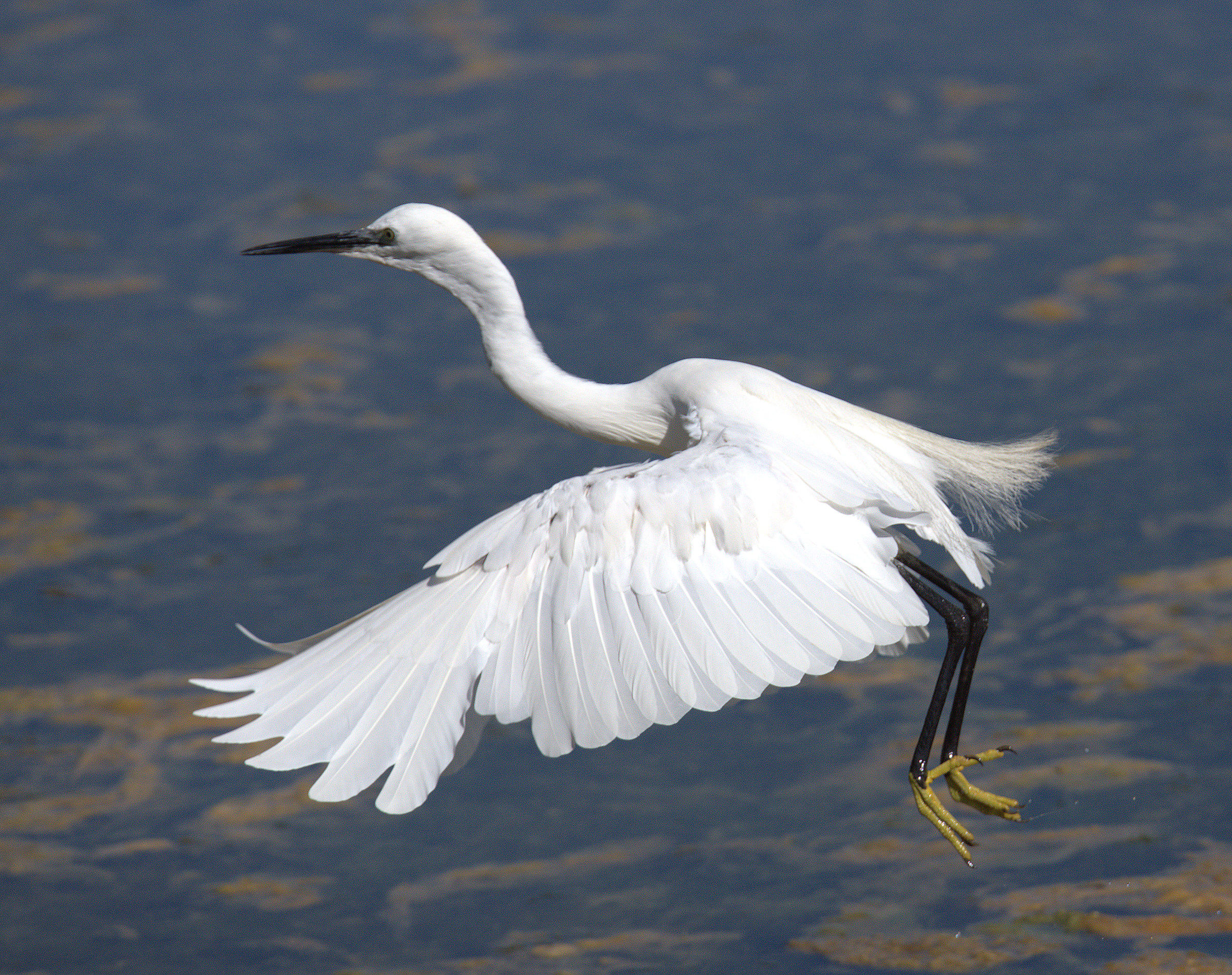 Egret