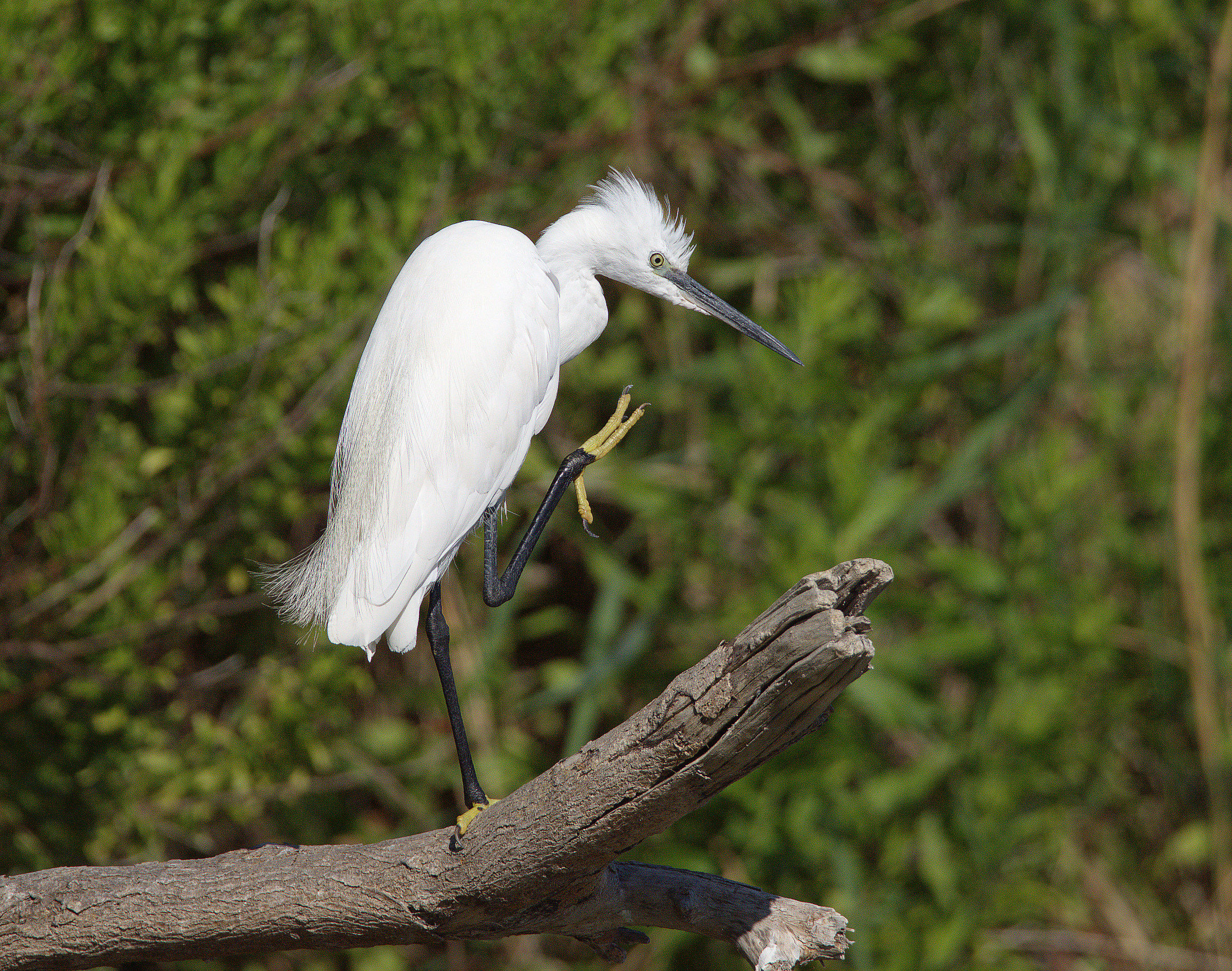 Egret