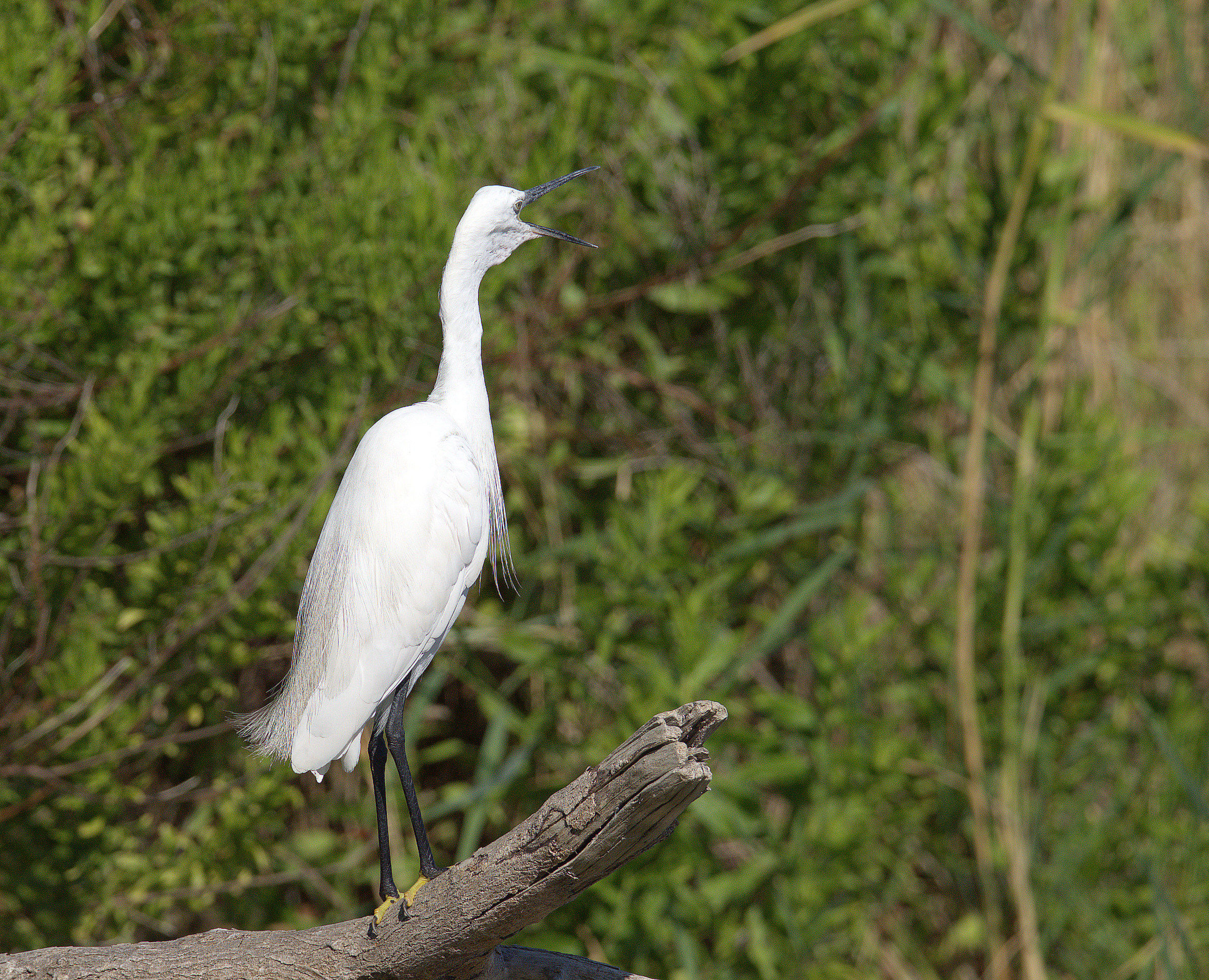 Egret