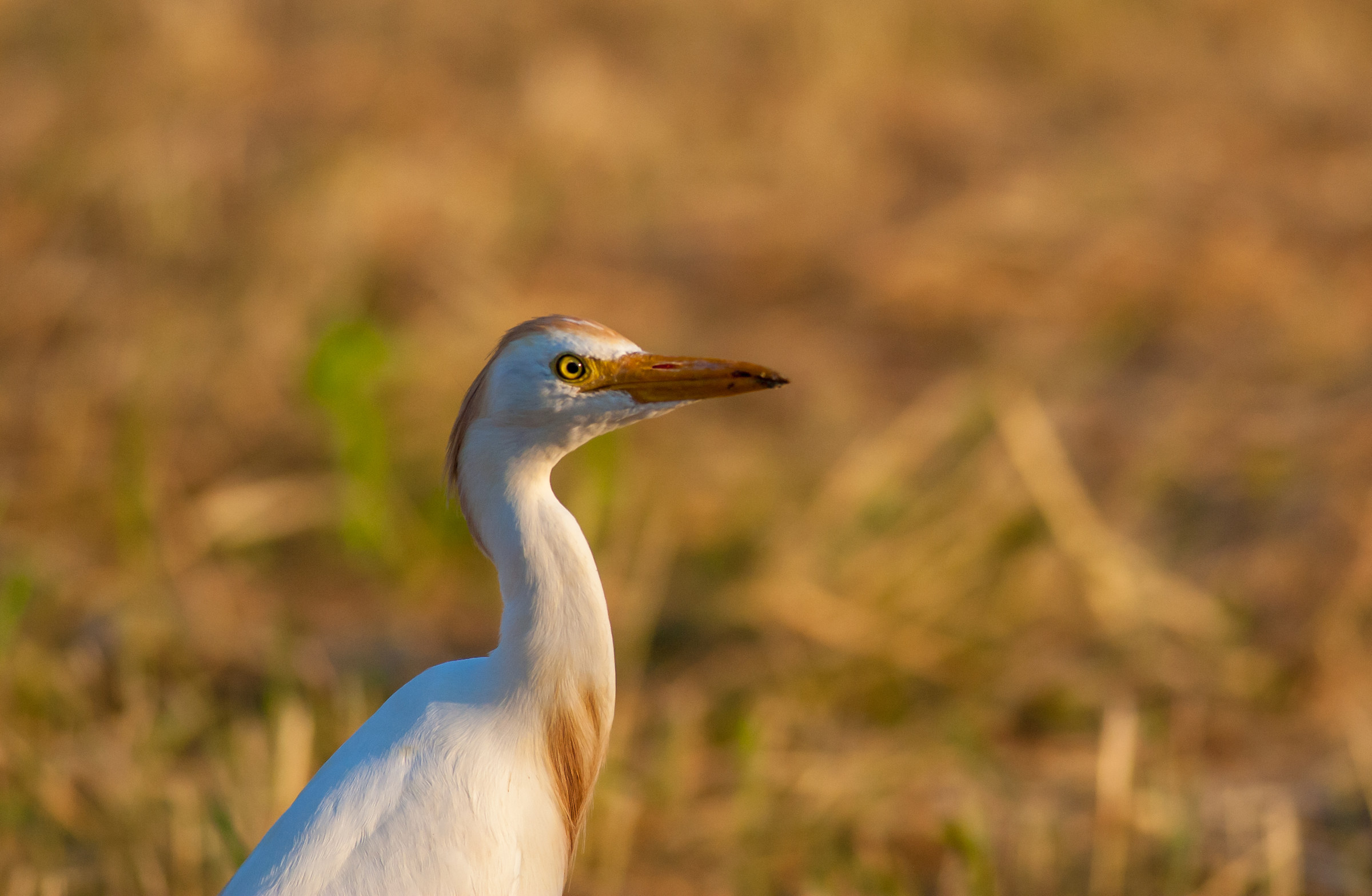 Guardabuoi al tramonto