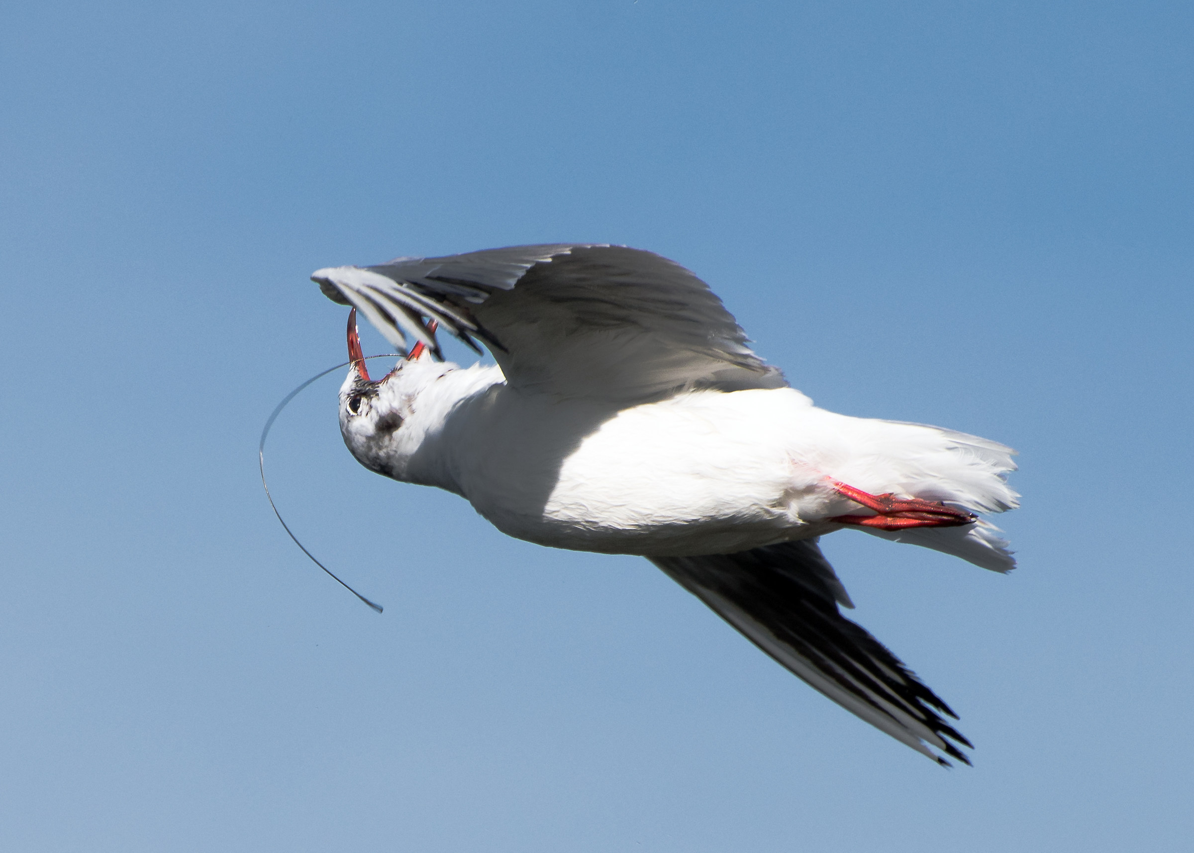 Poor Seagull with love in the mouth 2