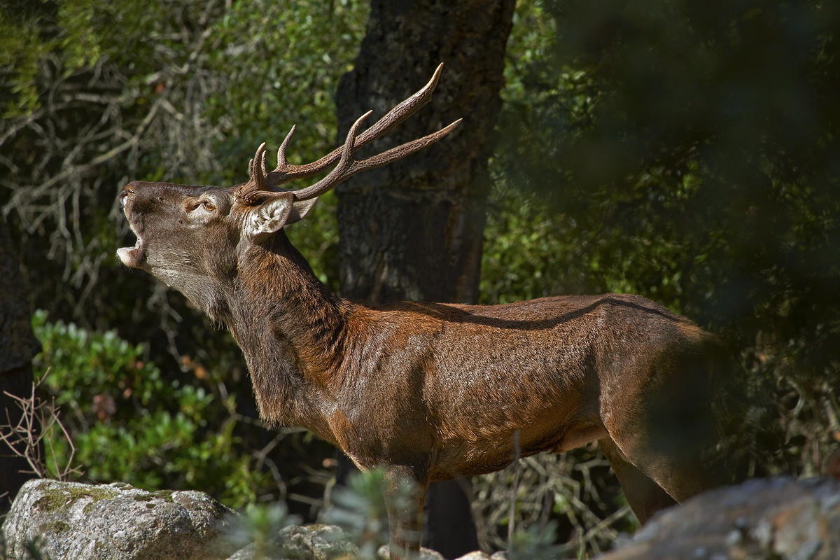 Cervo Sardo....il bramito