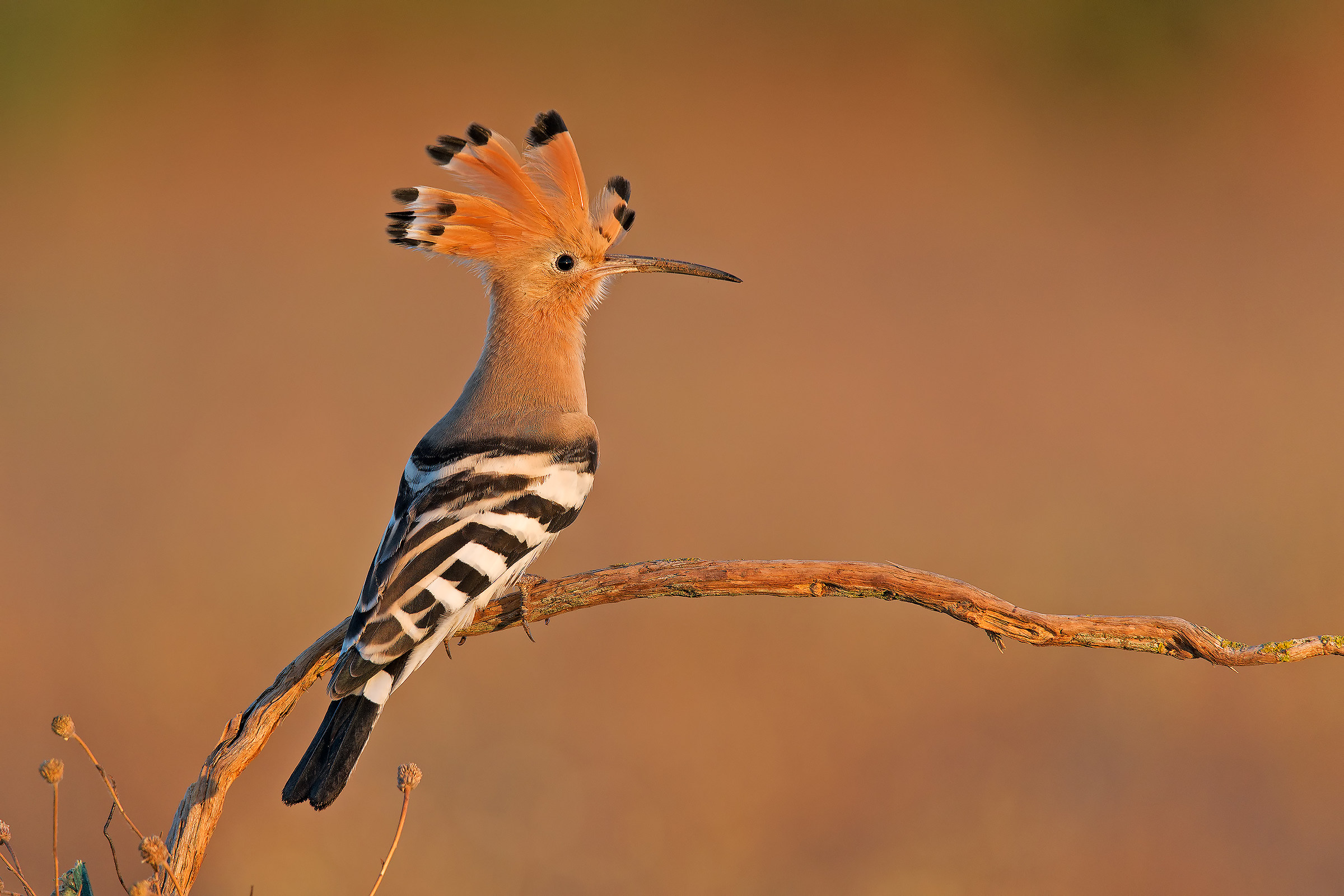 Upupa alle prime luci dell'alba