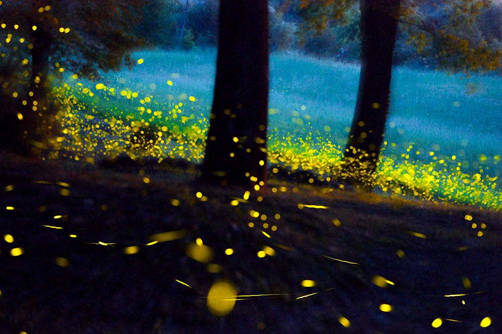 The stars of the forest