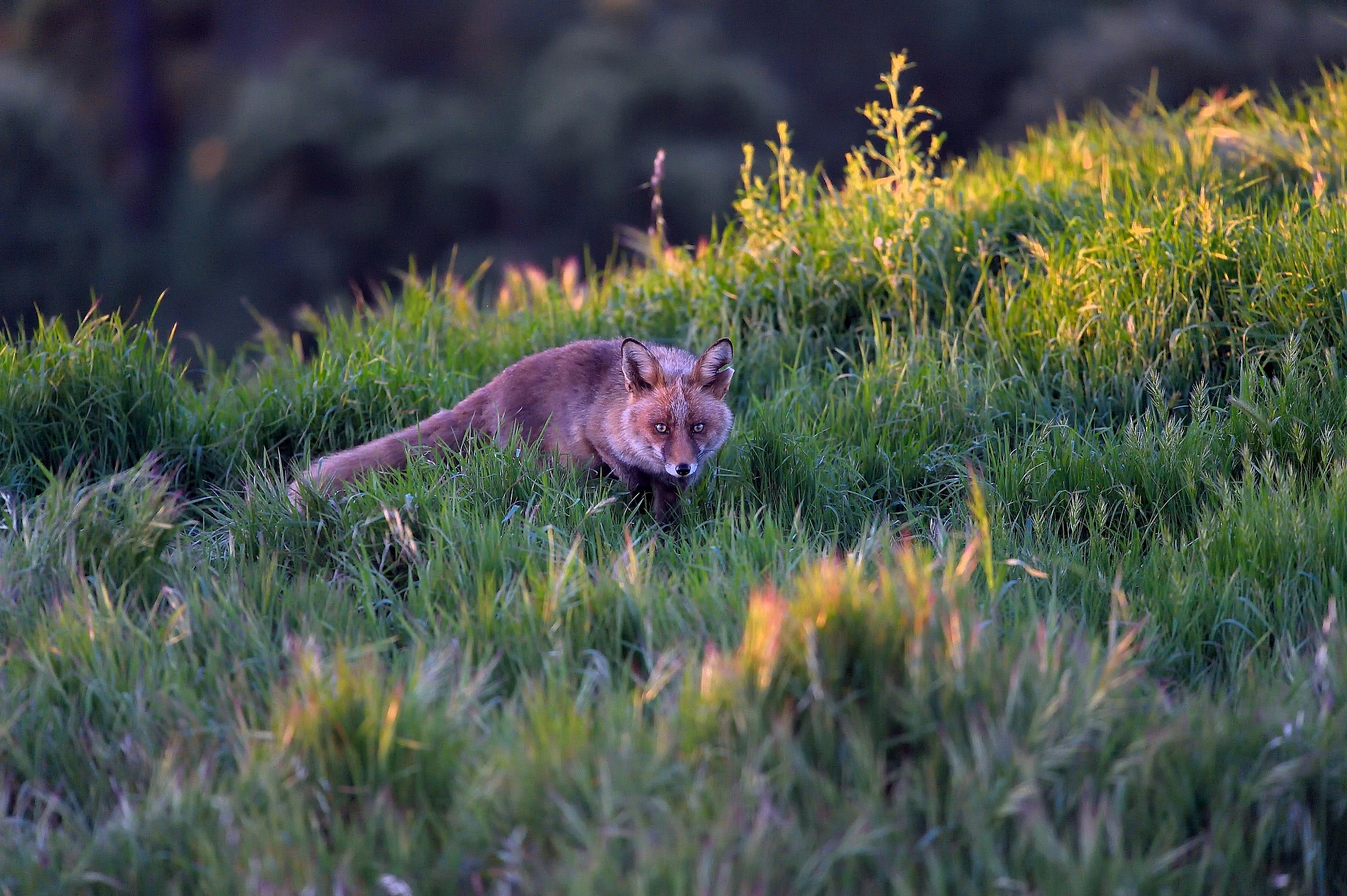 Zorra, Andalusia 2017